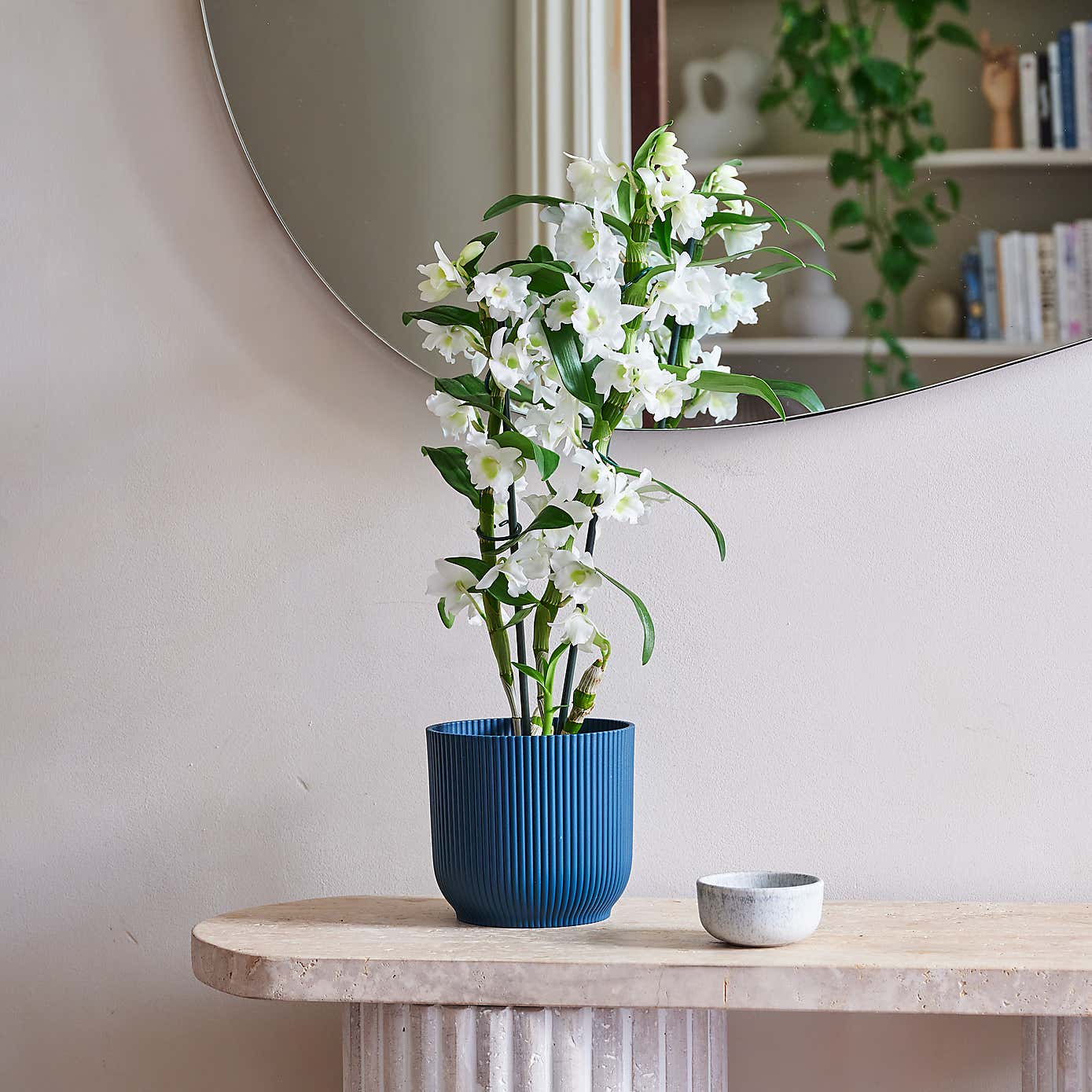 Beards & Daisies Dendrobium Bamboo Orchid House Plant in Vibes Pot