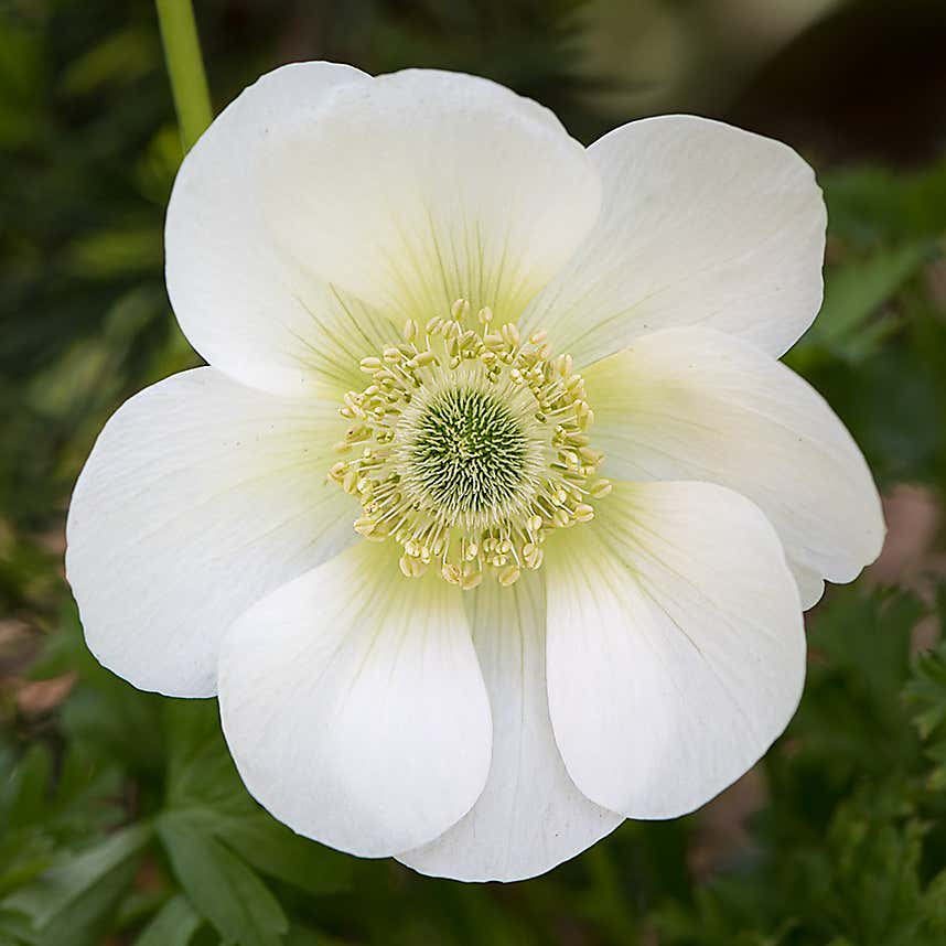 Taylor's Bulbs Stone Robin Planter and Anenone Kit