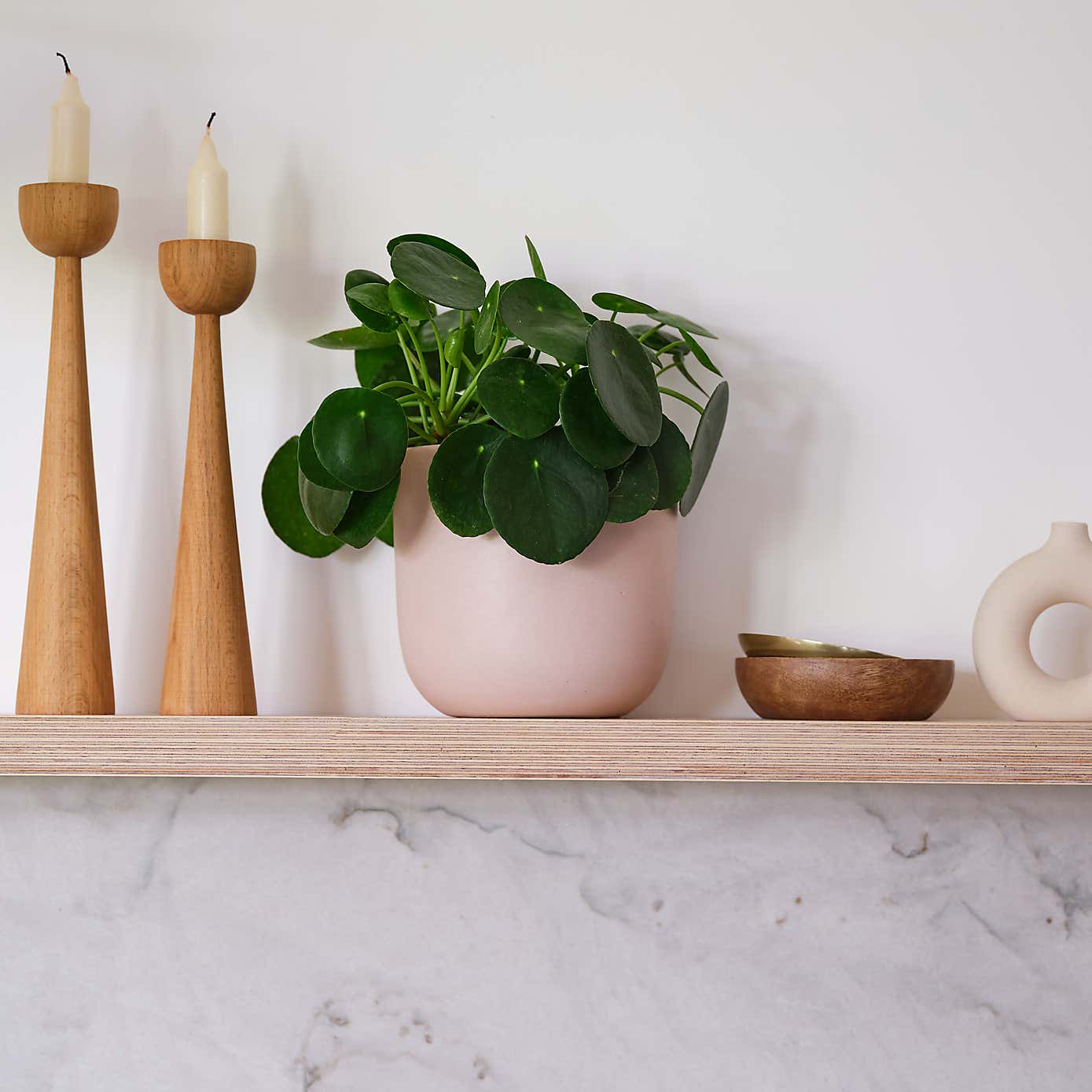 Chinese Money House Plant in Earthenware Pot