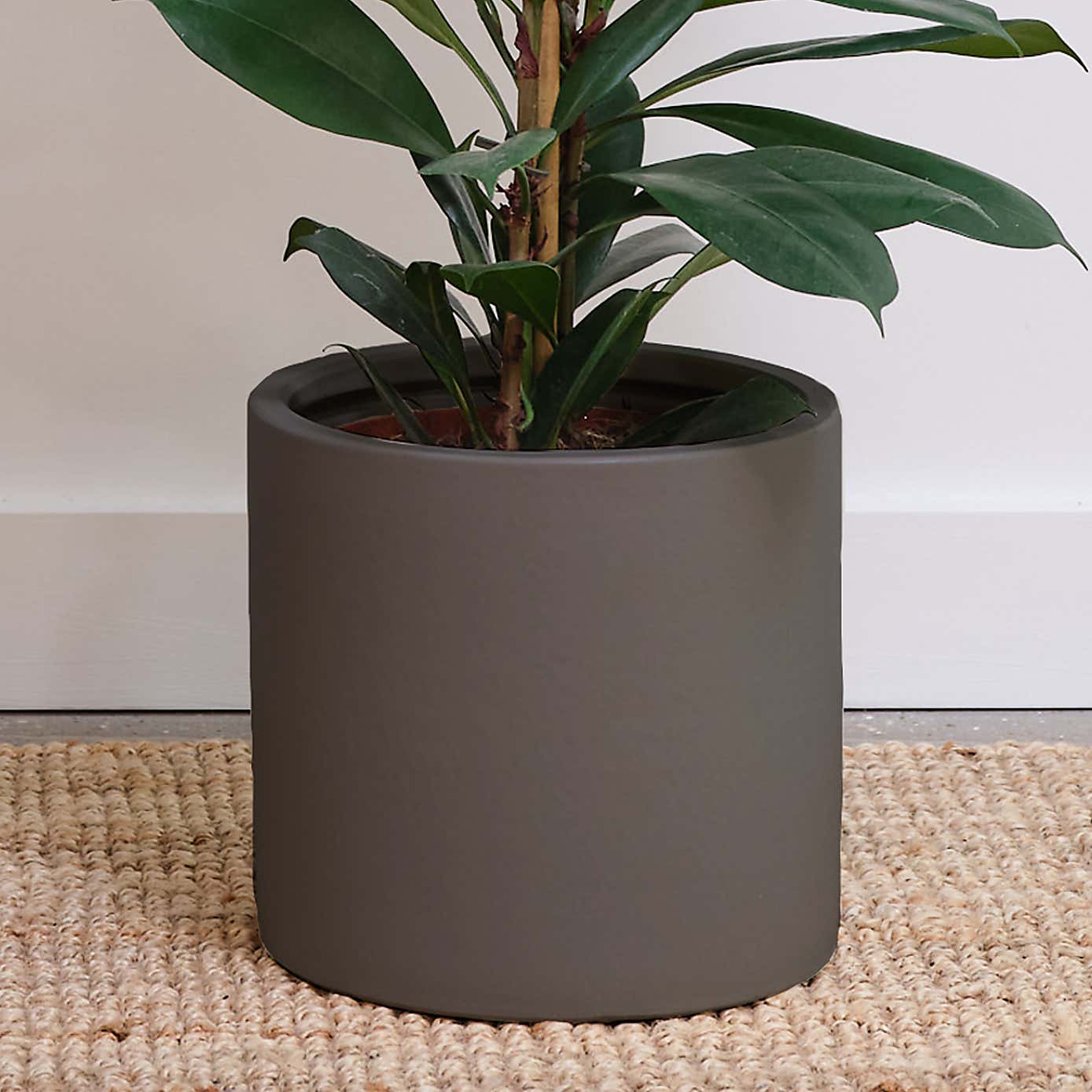African Fig House Plant in Earthenware Pot