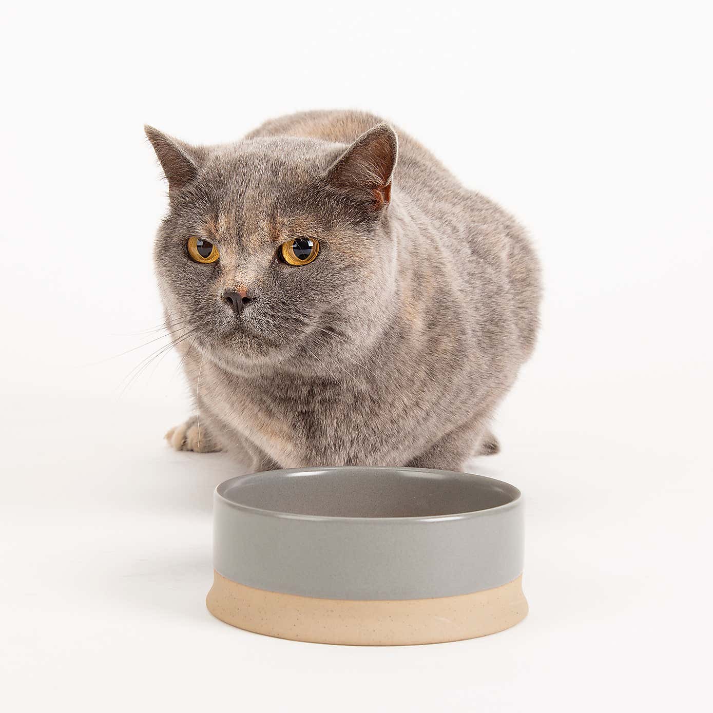 Scruffs Set of 2 Scandi Pet Bowls