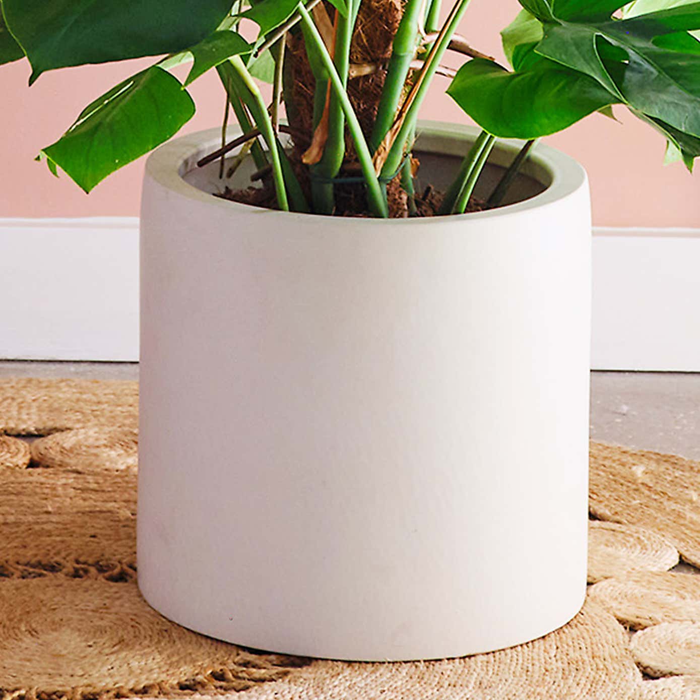Swiss Cheese House Plant in Earthenware Pot