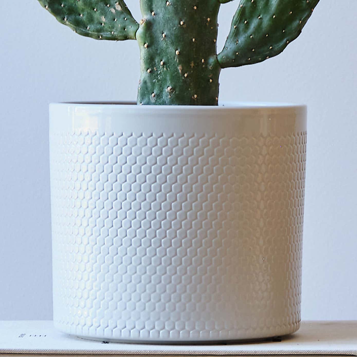 Cowboy Cactus House Plant in Capri Pot