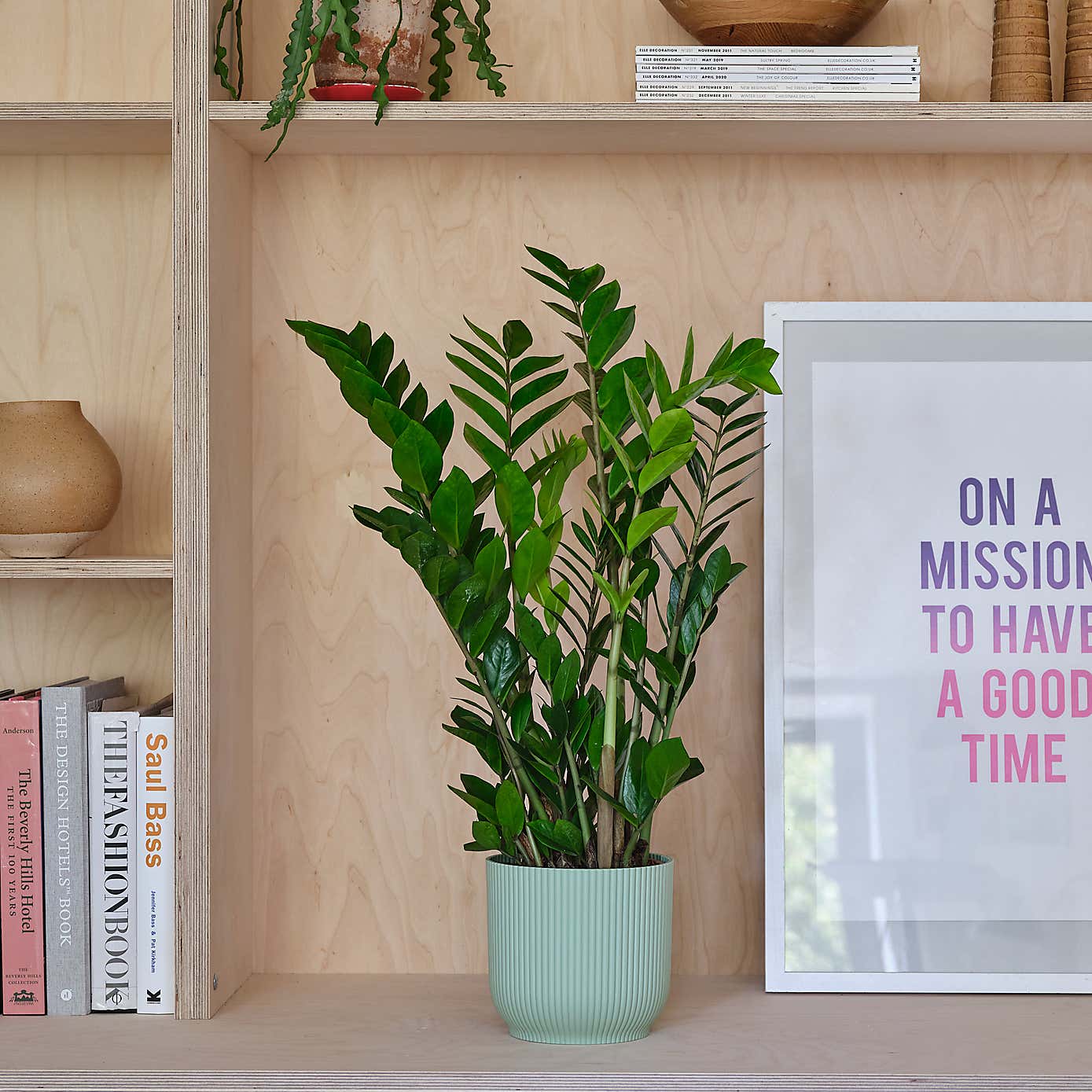 ZZ House Plant in Elho Pot