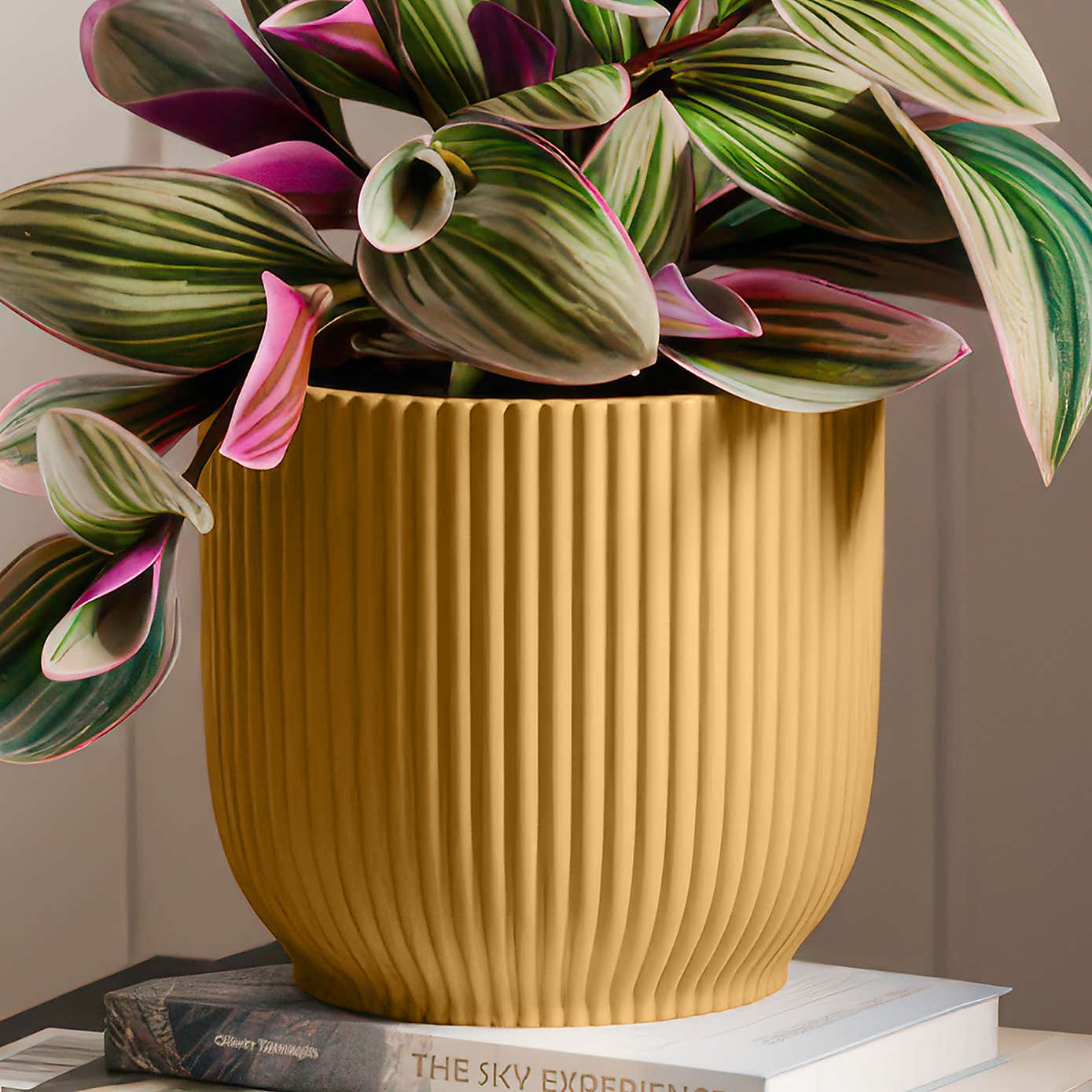 Tradescantia Nanouk House Plant in Elho Vibes Pot