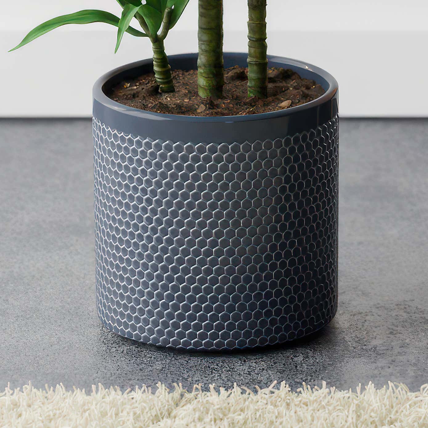 Beards & Daisies Dracaena Steudneri House Plant in Capri Pot