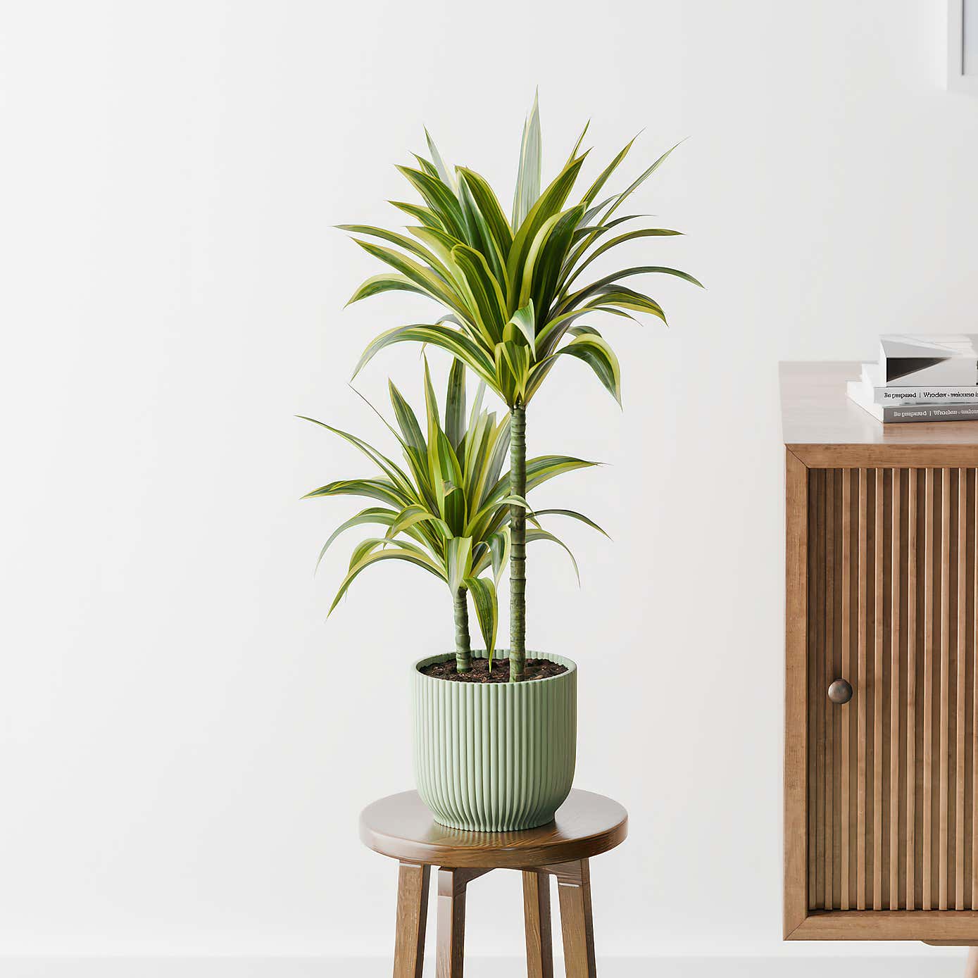 Dracaena Lemon & Lime House Plant in Elho Pot