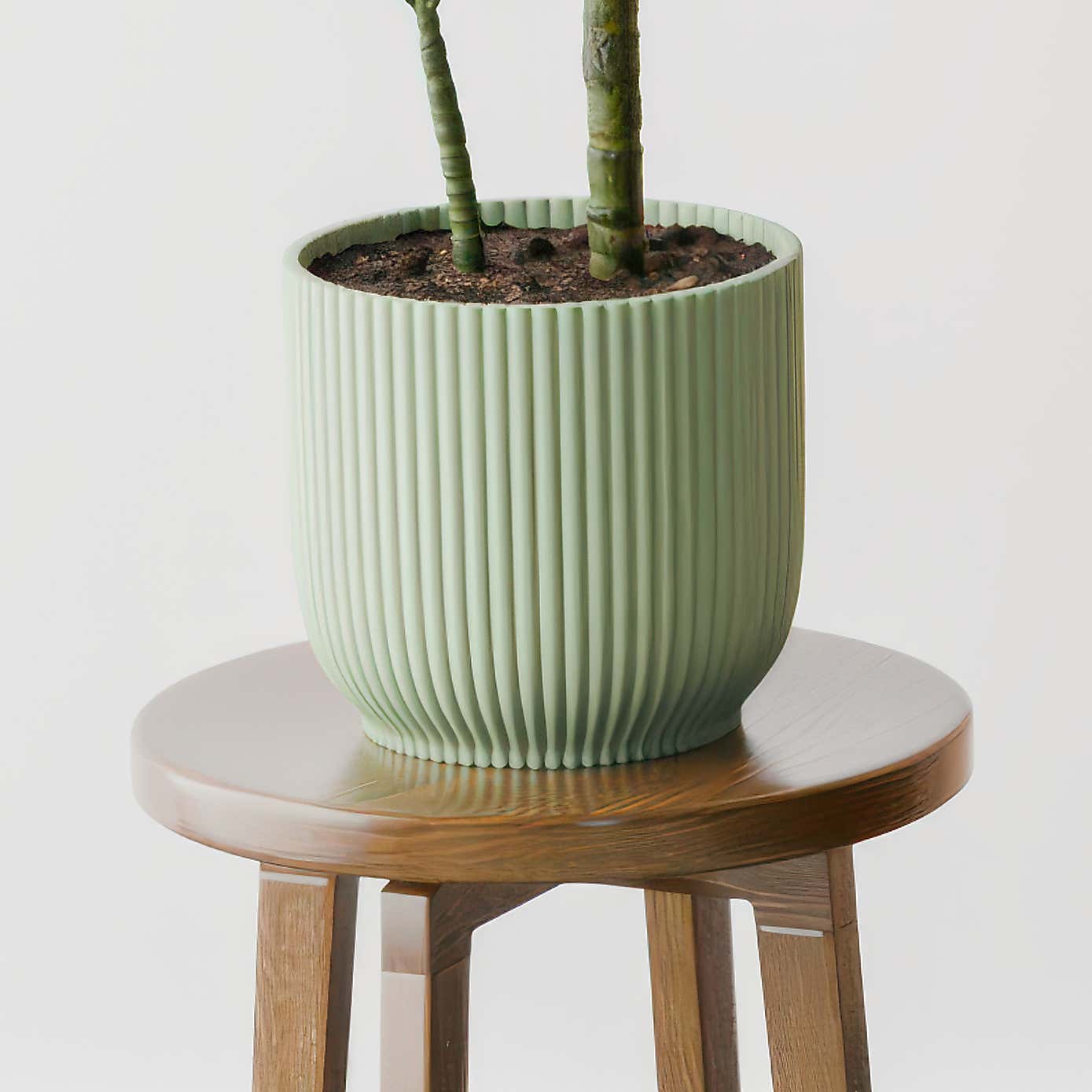 Beards & Daisies Dracaena Steudneri House Plant in Elho Pot