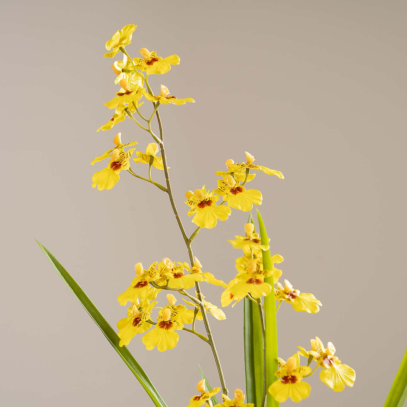 Artificial Real Touch Yellow Oncidium Orchid Spray in Cement Pot