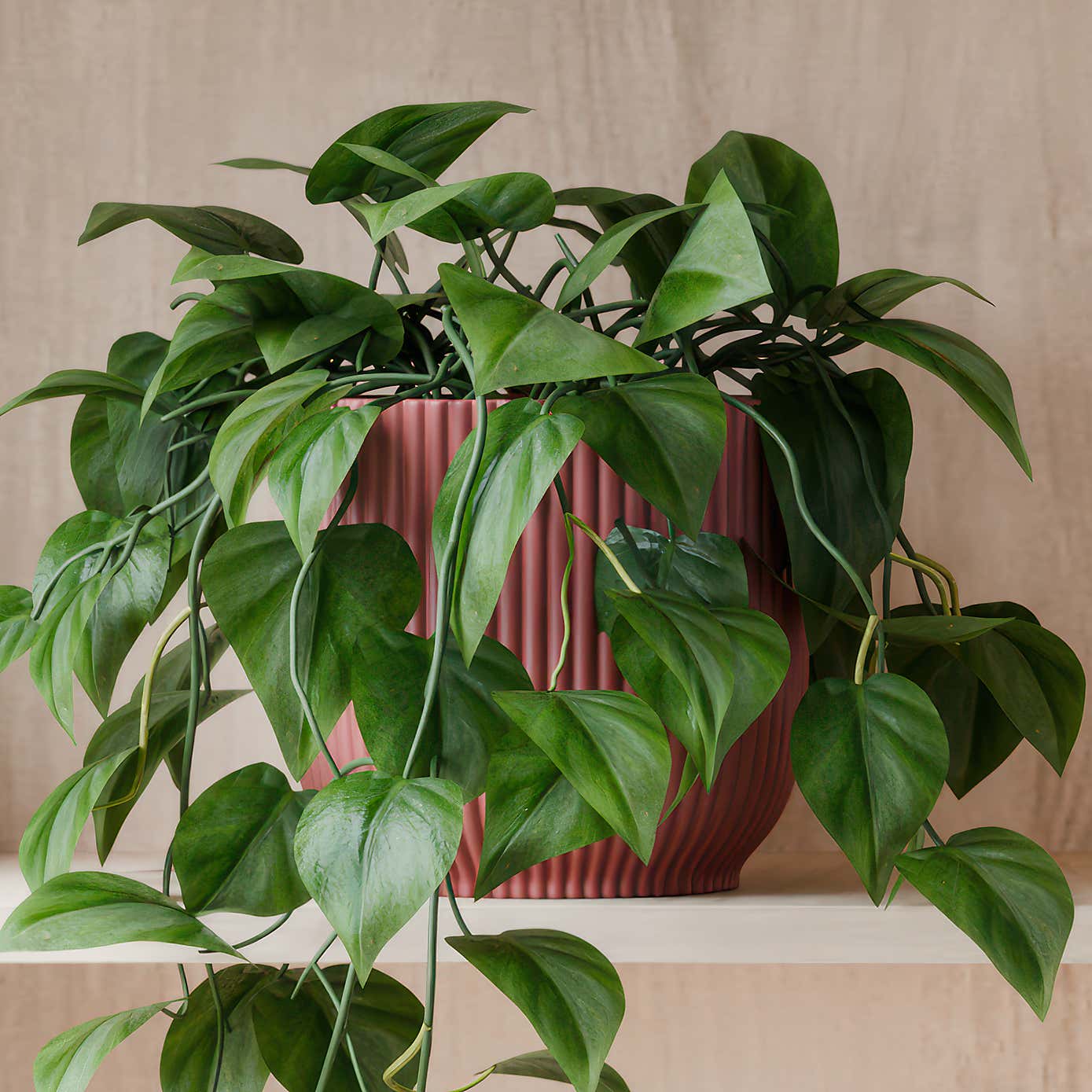 Beards & Daisies Trailing Philodendron Scandens House Plant in Elho Pot