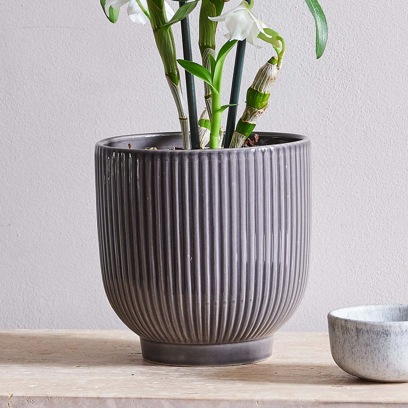 Beards & Daisies Dendrobium Bamboo Orchid House Plant in Ribbed Pot