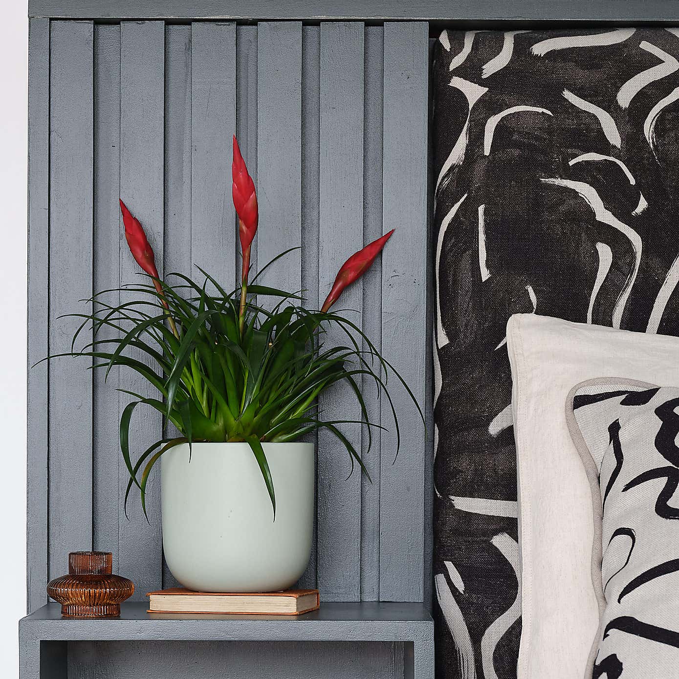 Vriesea Astrid House Plant in Earthenware Pot