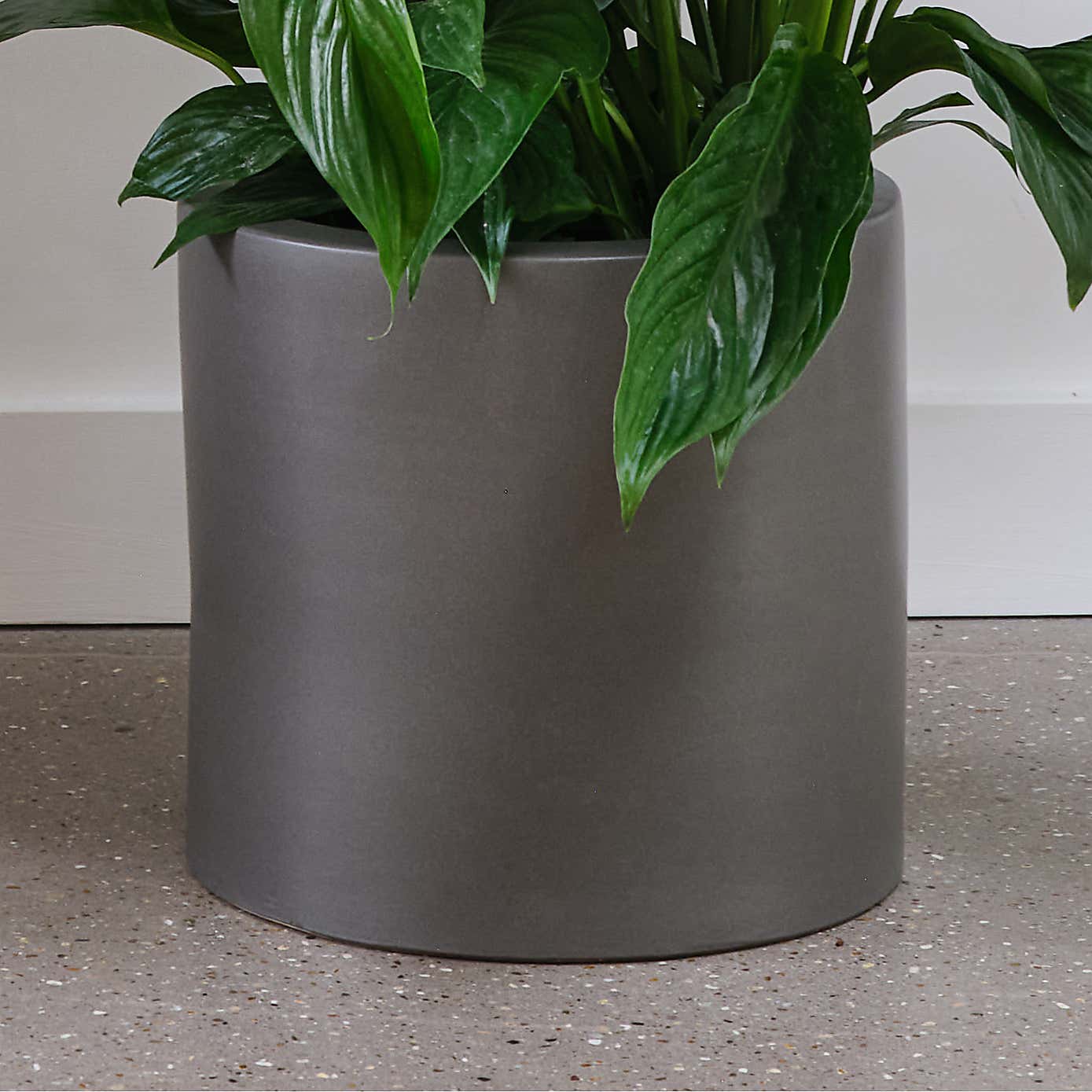 Peace Lily House Plant in Earthenware Pot