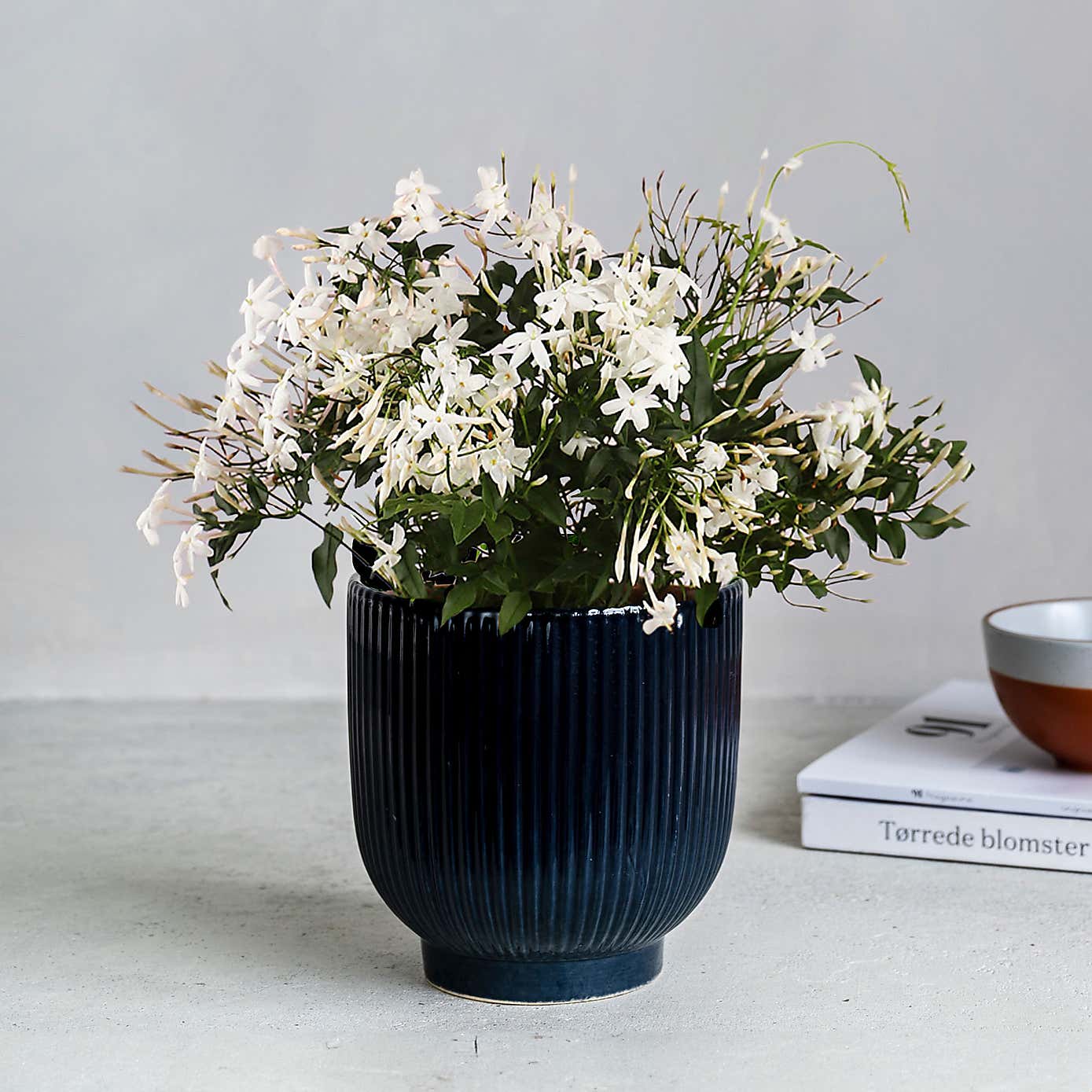 Jasmine House Plant in Ribbed Ceramic Pot