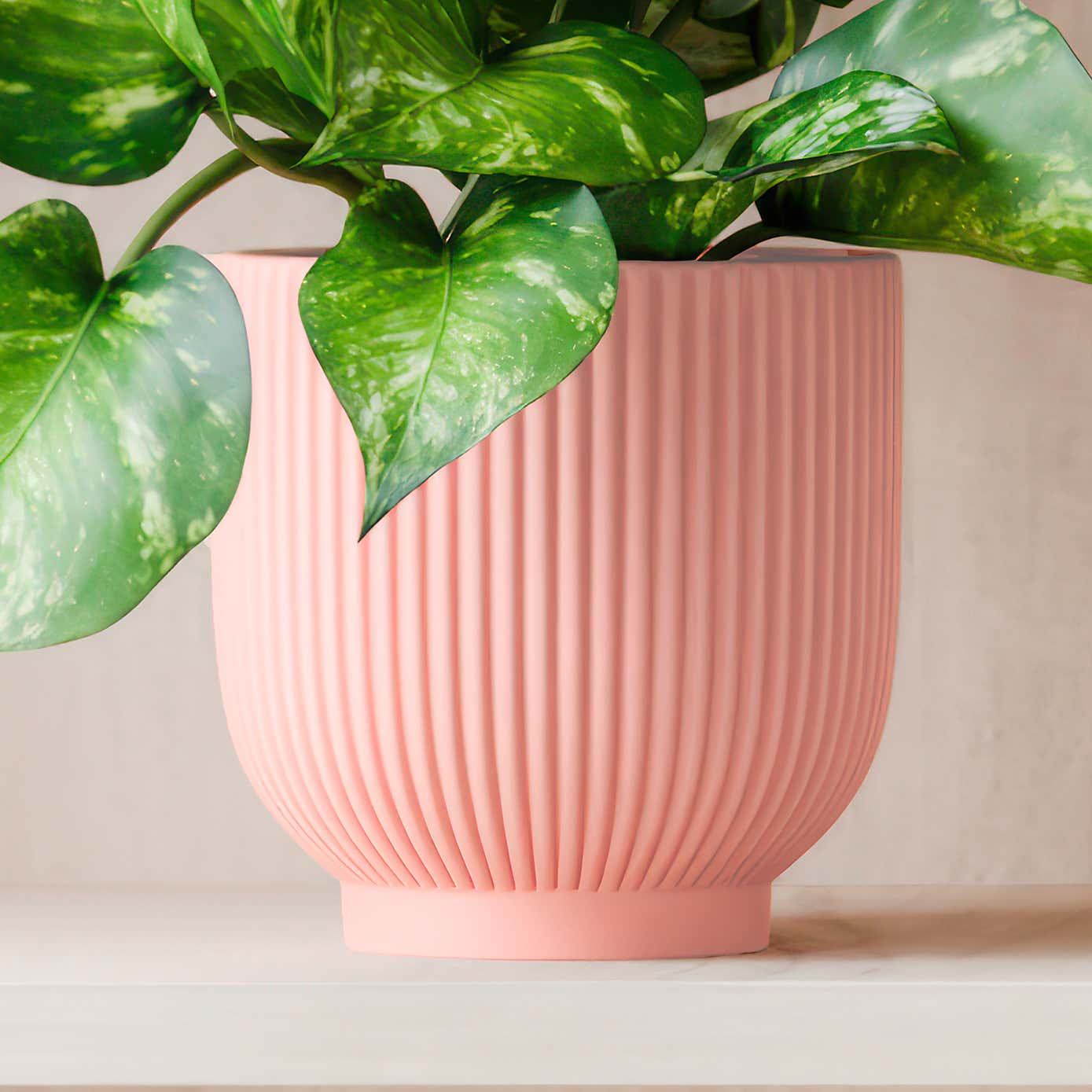 Beards & Daisies Marble Queen Pothos House Plant in Ribbed Ceramic Pot