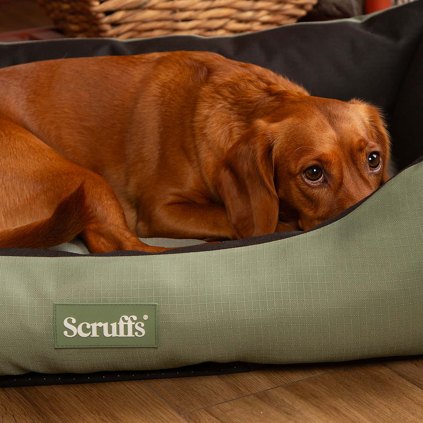 Scruffs Expedition Box Bed