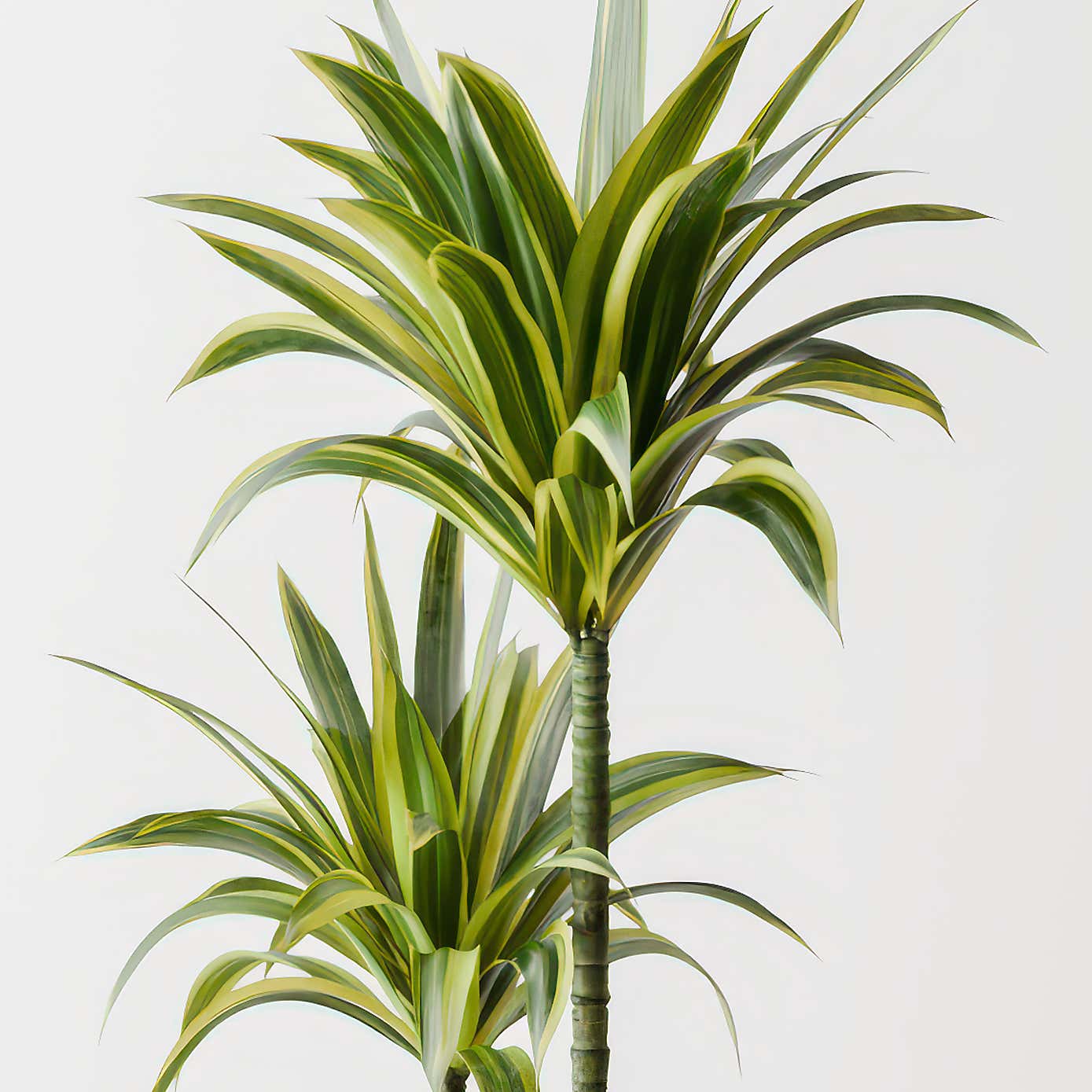 Dracaena Lemon & Lime House Plant in Earthenware Pot
