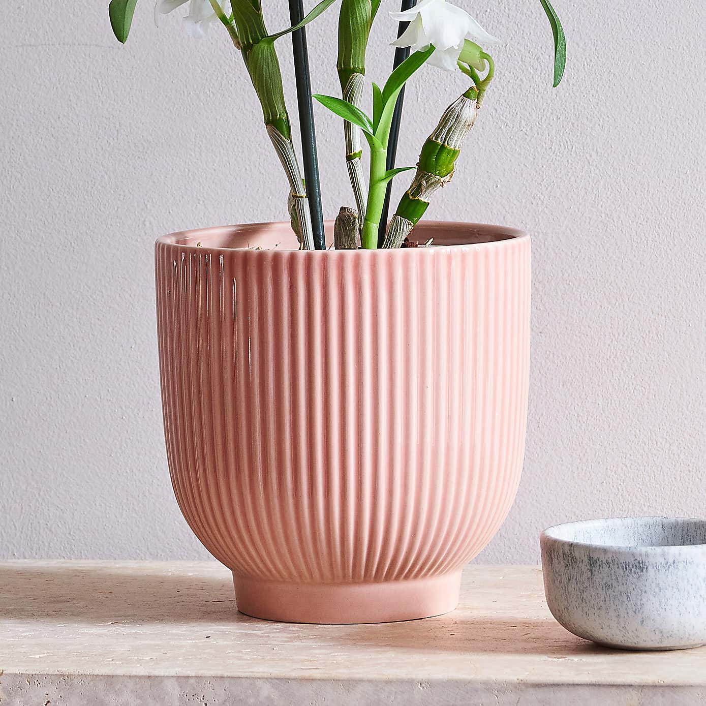 Beards & Daisies Dendrobium Bamboo Orchid House Plant in Ribbed Pot