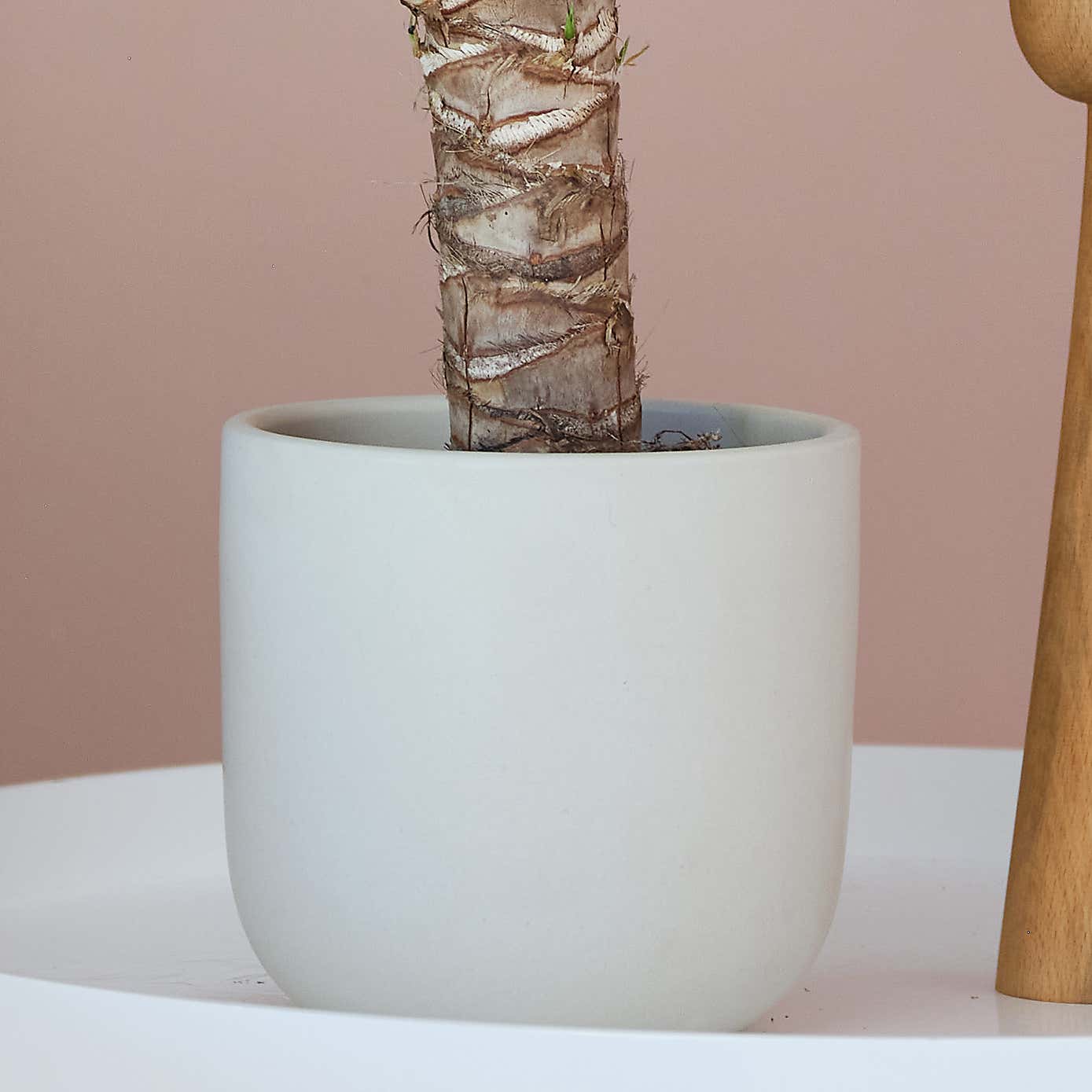 Yucca House Plant in Earthenware Pot