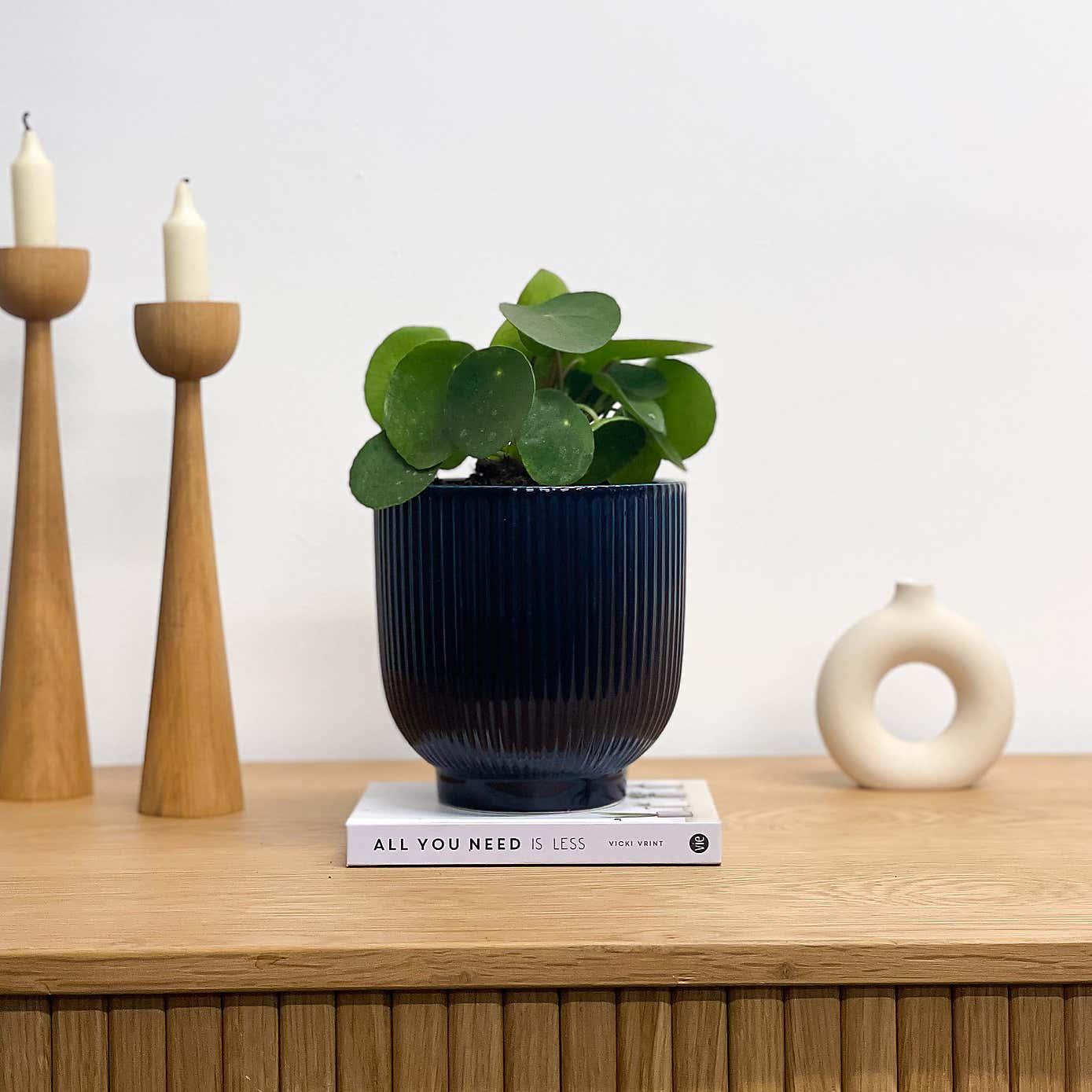 Chinese Money House Plant in Ribbed Pot