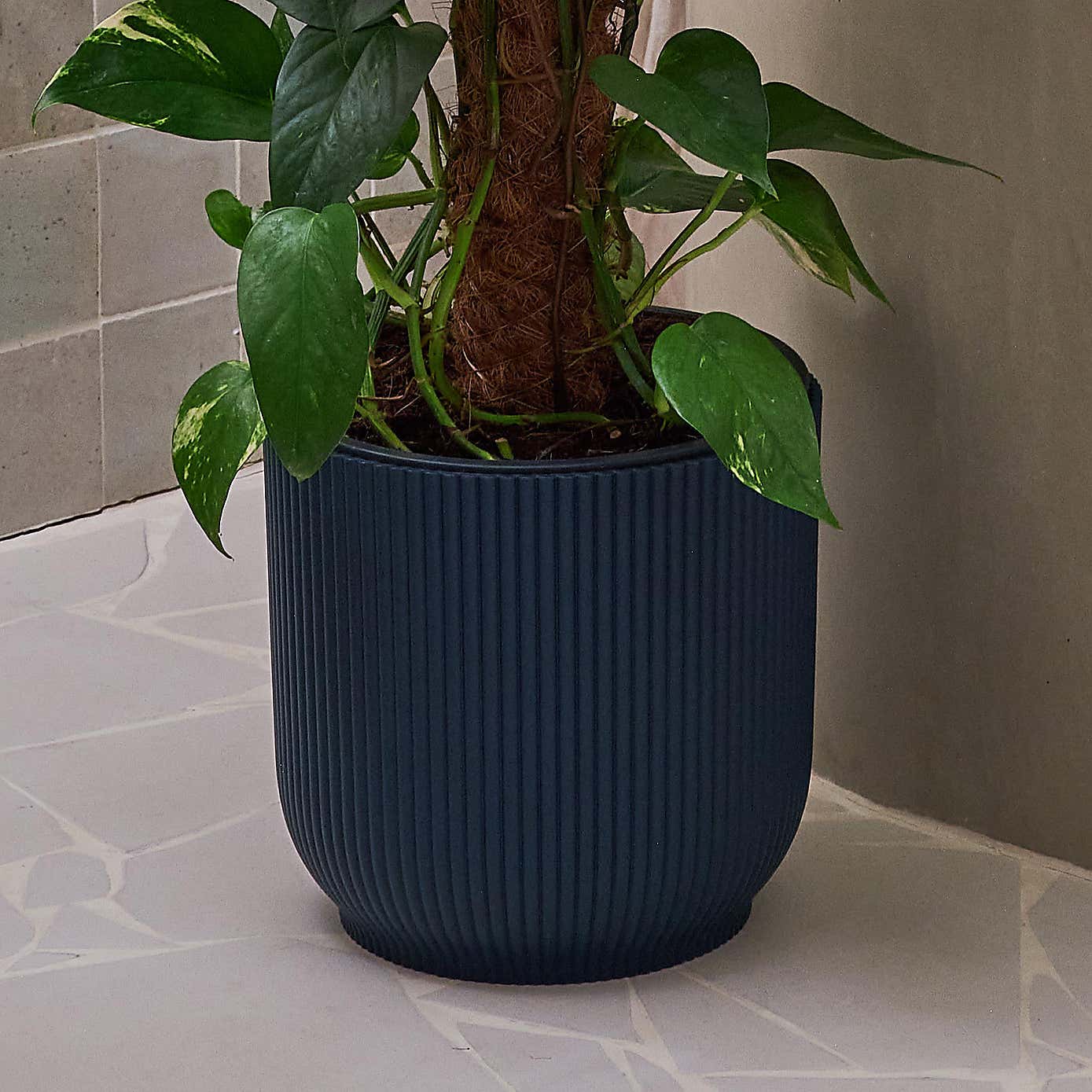 Beards & Daisies Devil's Ivy Moss Pole House Plant in Vibes Pot