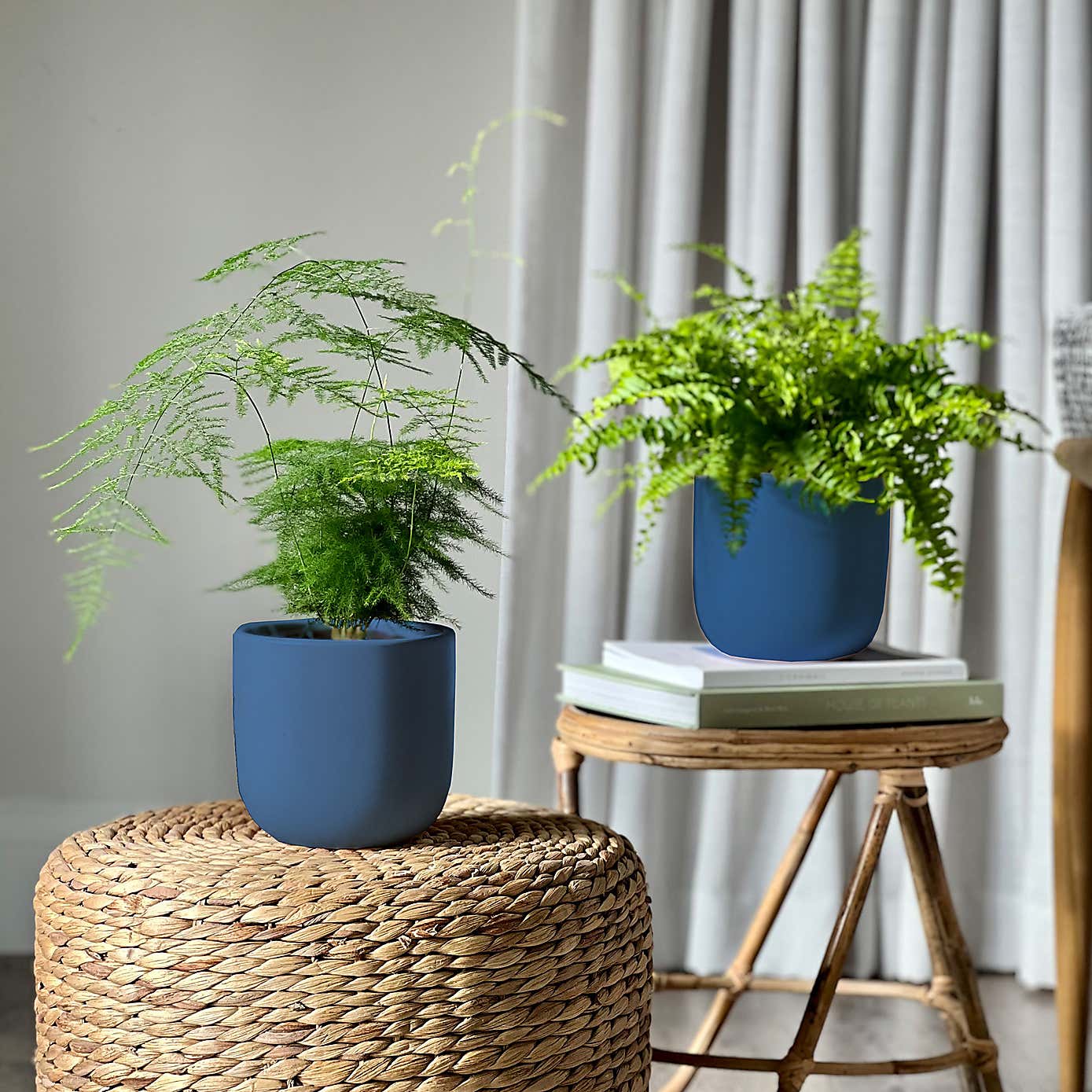 Asparagus & Boston Fern Potted House Plant Bundle