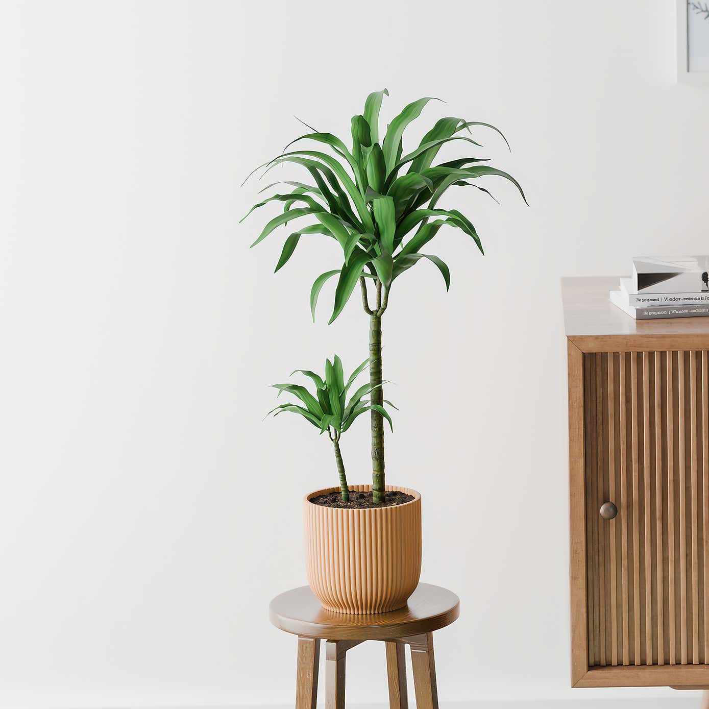 Beards & Daisies Dracaena Steudneri House Plant in Elho Pot