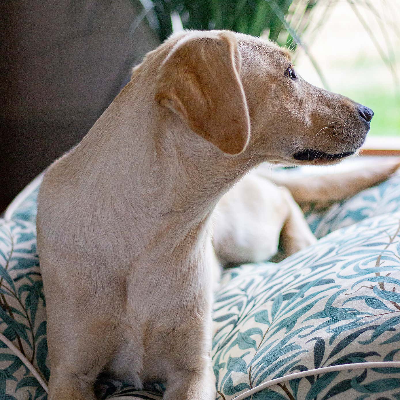 Morris & Co Willow Boughs Mattress Pet Bed