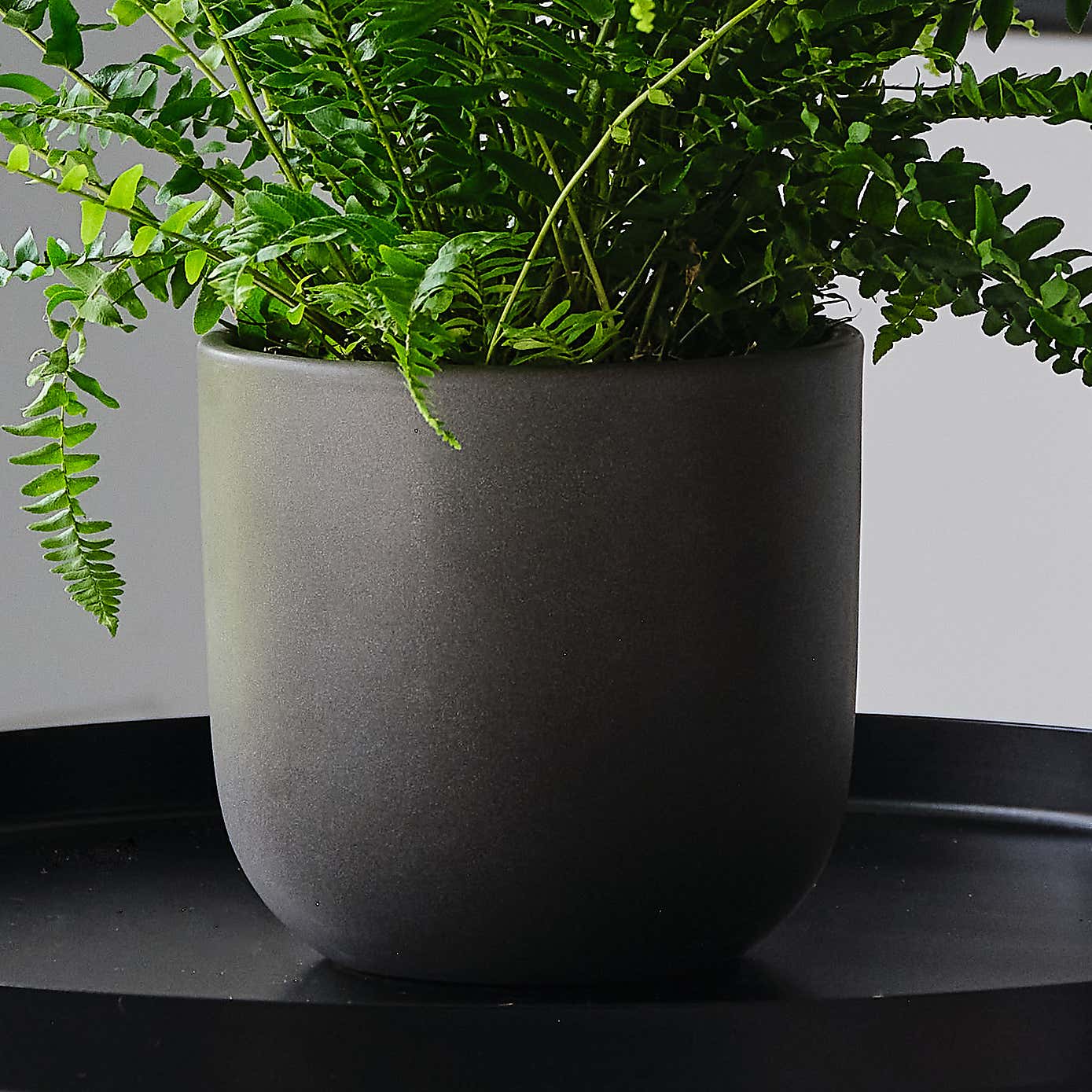 Boston Fern House Plant in Earthenware Pot