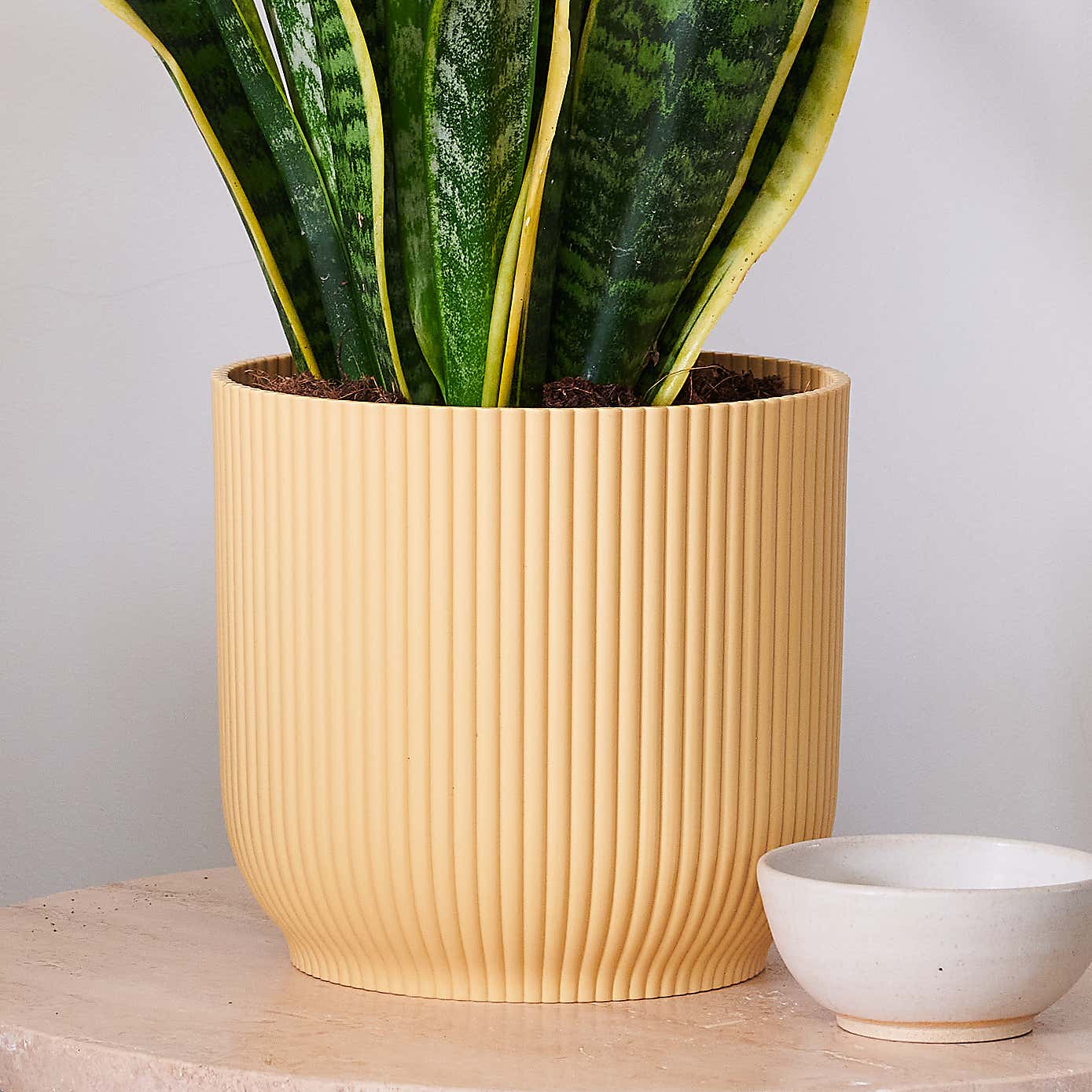 Beards & Daisies Snake Plant House Plant in Vibes Pot