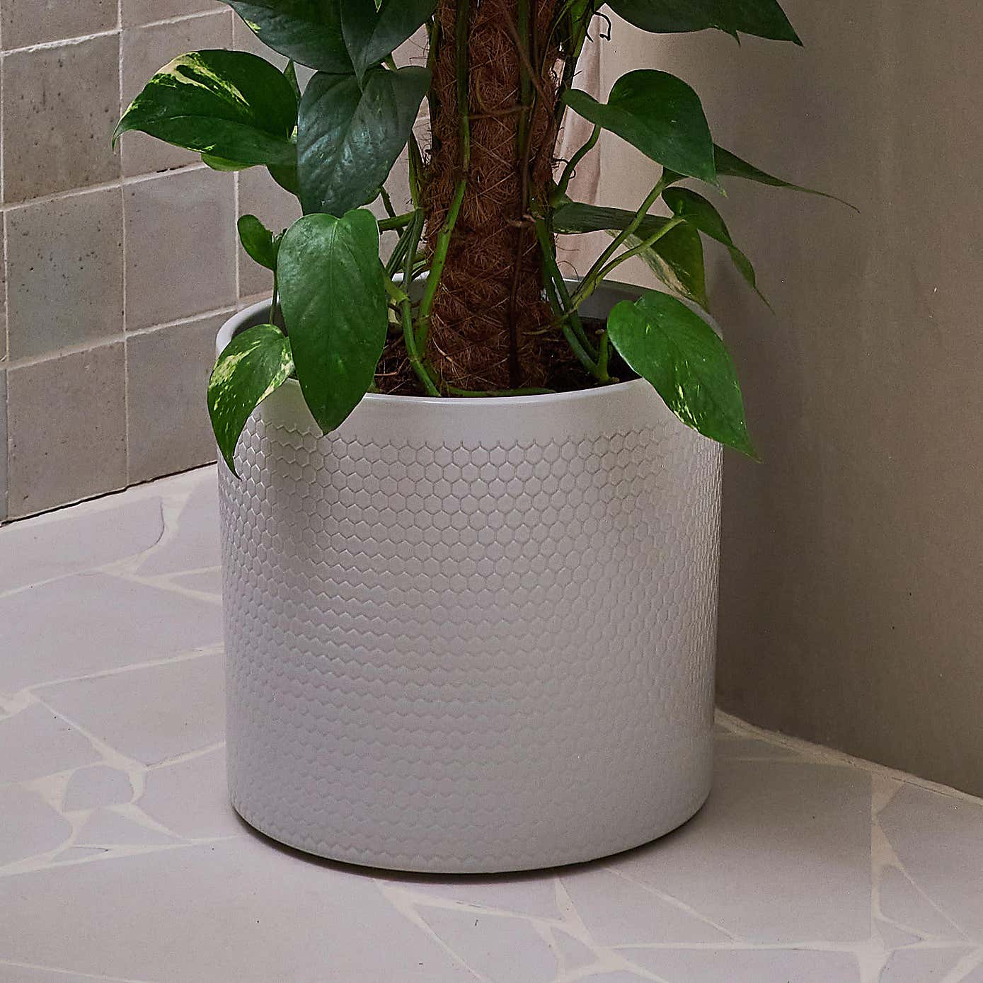 Beards & Daisies Devil's Ivy Moss Pole House Plant in Capri Pot