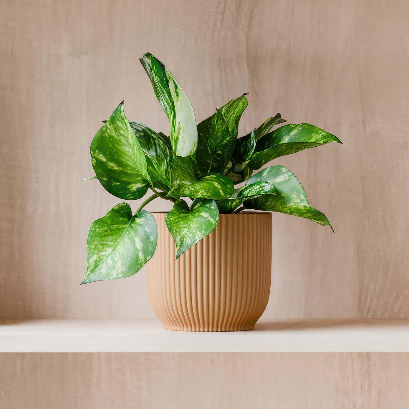 Beards & Daisies Marble Queen Pothos House Plant in Elho Pot