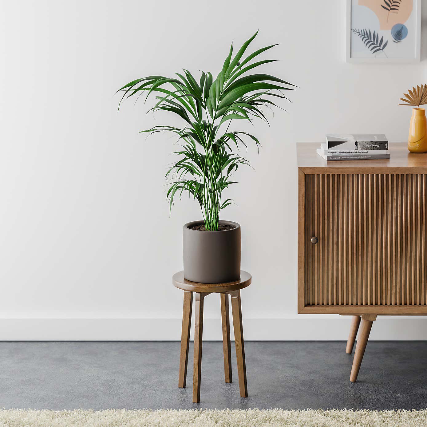 Kentia Palm House Plant in Earthenware Pot