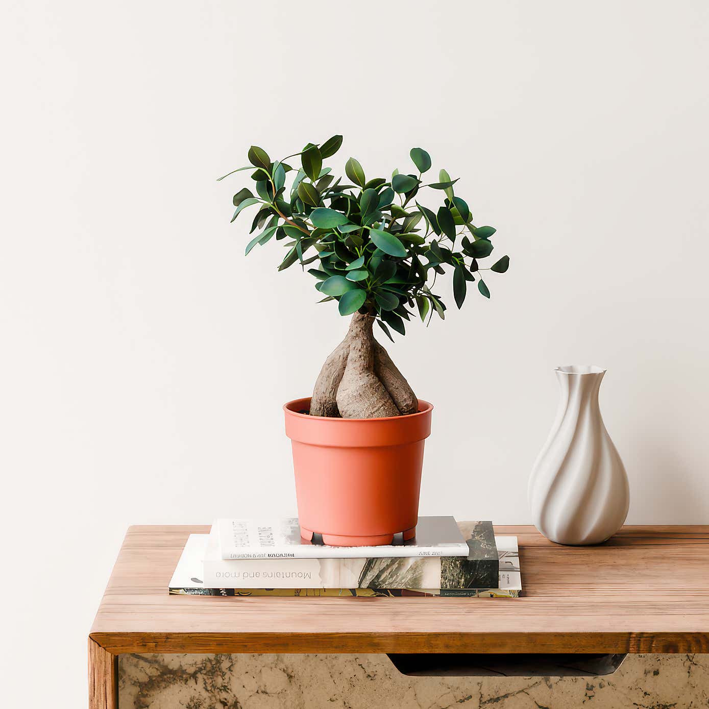 Ficus Ginseng House Plant