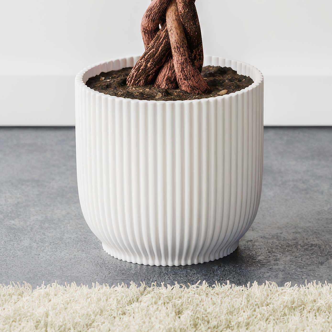 Money Tree House Plant in Elho Pot