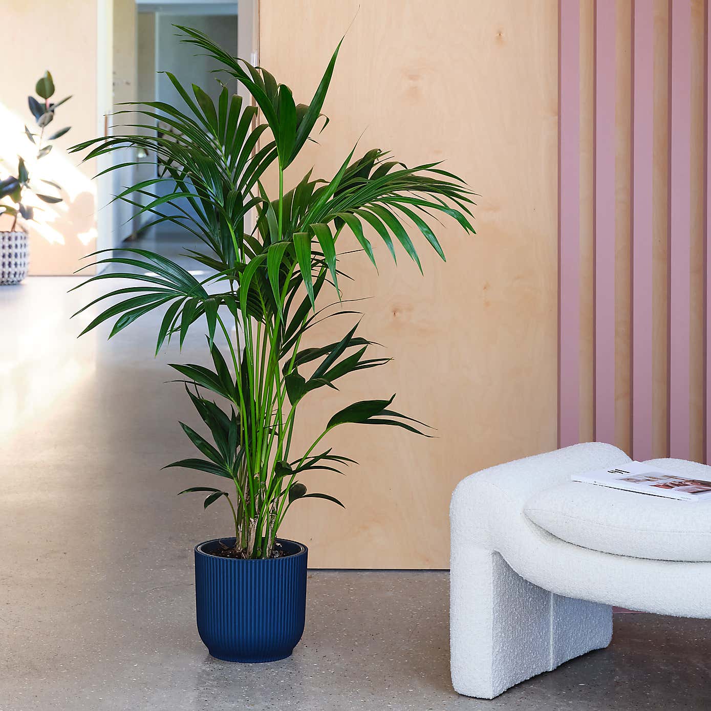 Kentia Palm House Plant in Elho Pot