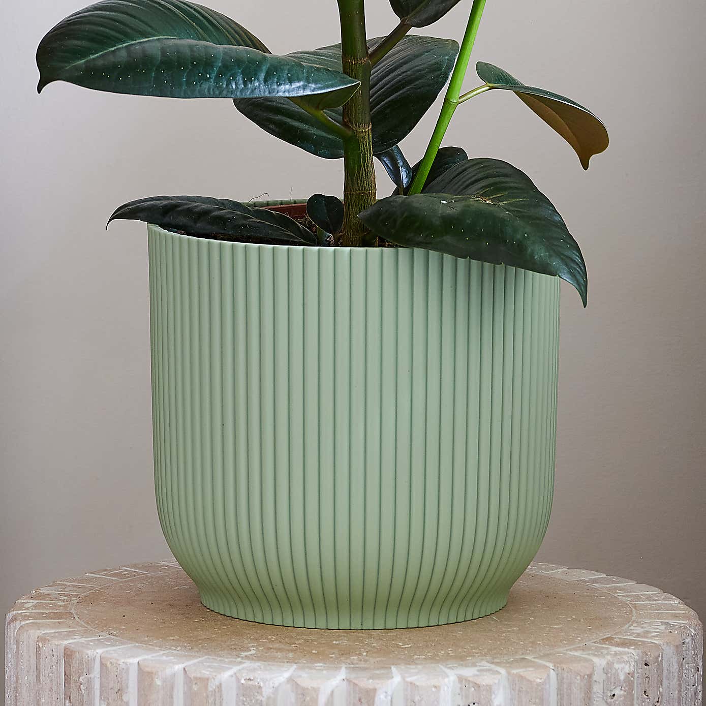 Beards & Daisies Rubber Plant House Plant in Vibes Pot