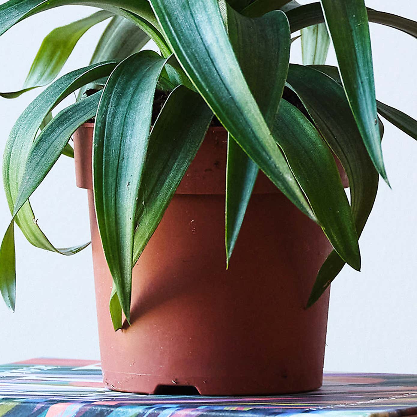 Pineapple House Plant