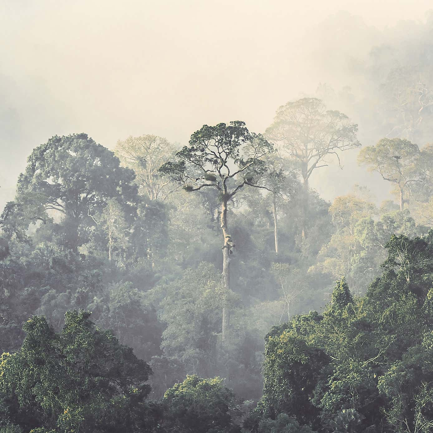 Rainforest Mural Wallpaper