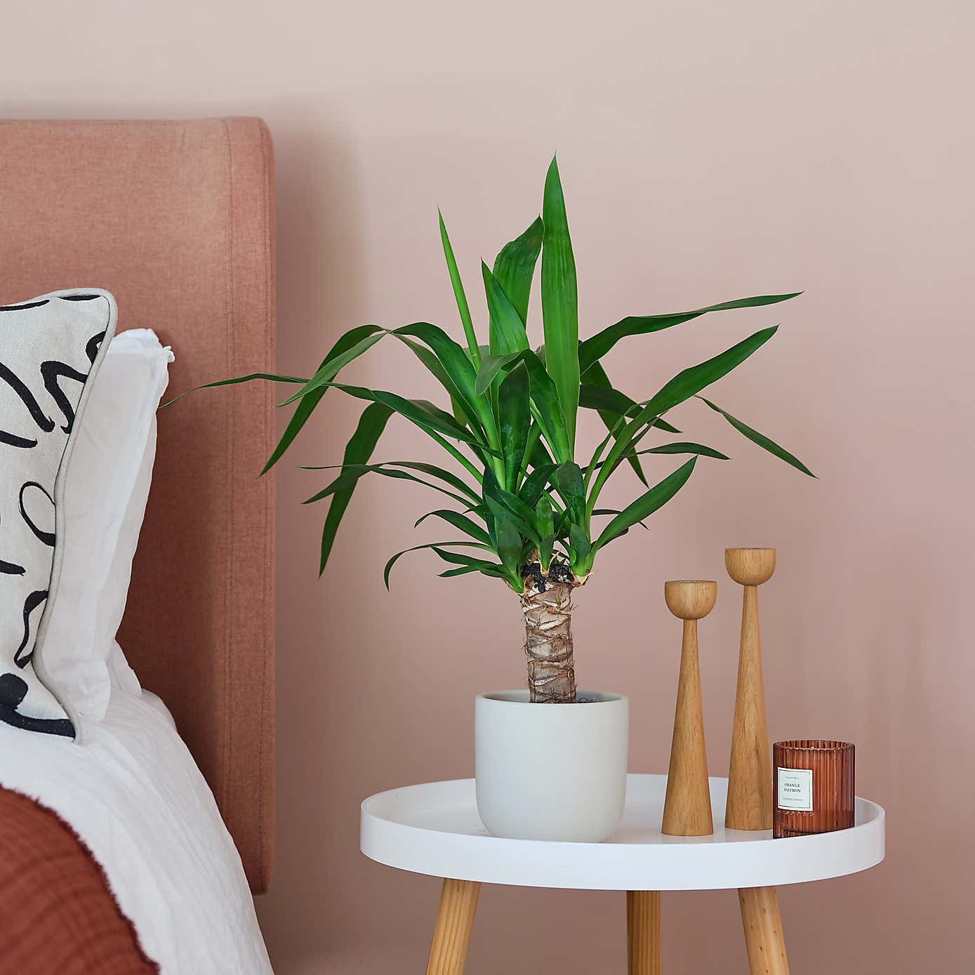 Yucca House Plant in Earthenware Pot