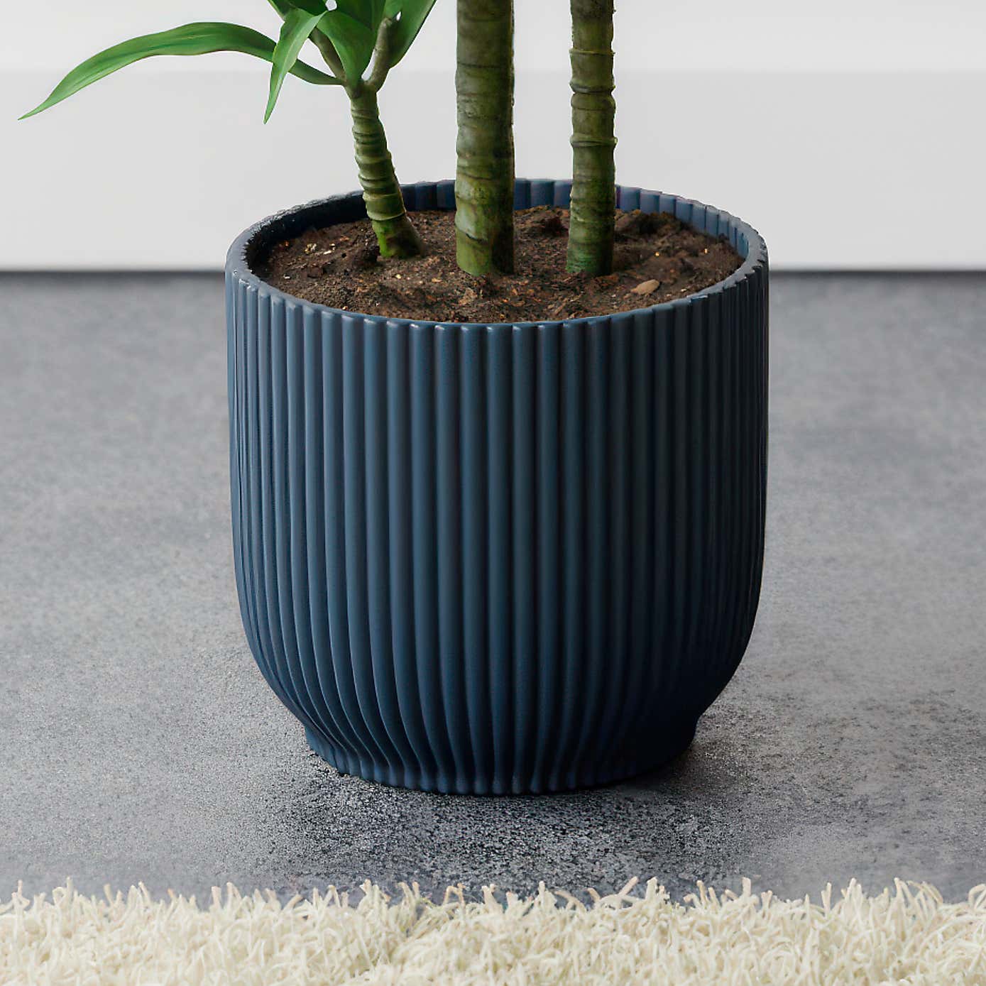 Beards & Daisies Dracaena Steudneri House Plant in Elho Pot