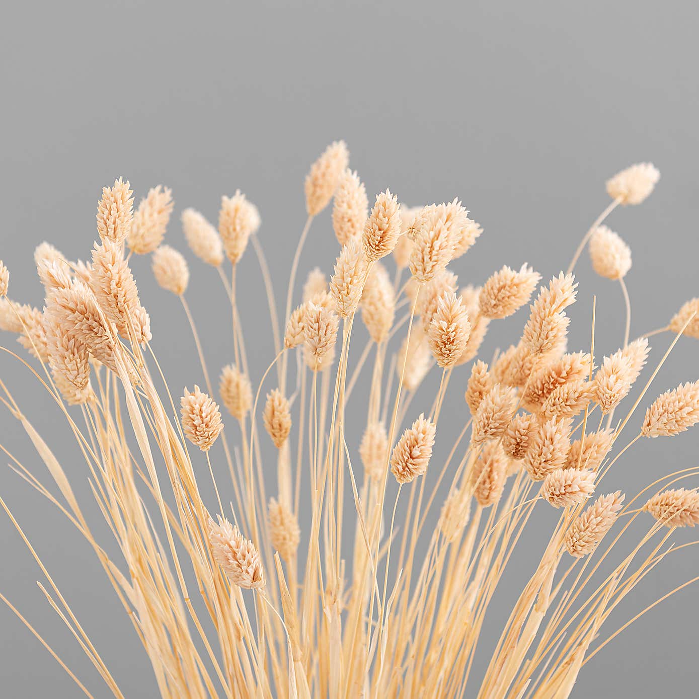 Dried Phalaris Bouquet