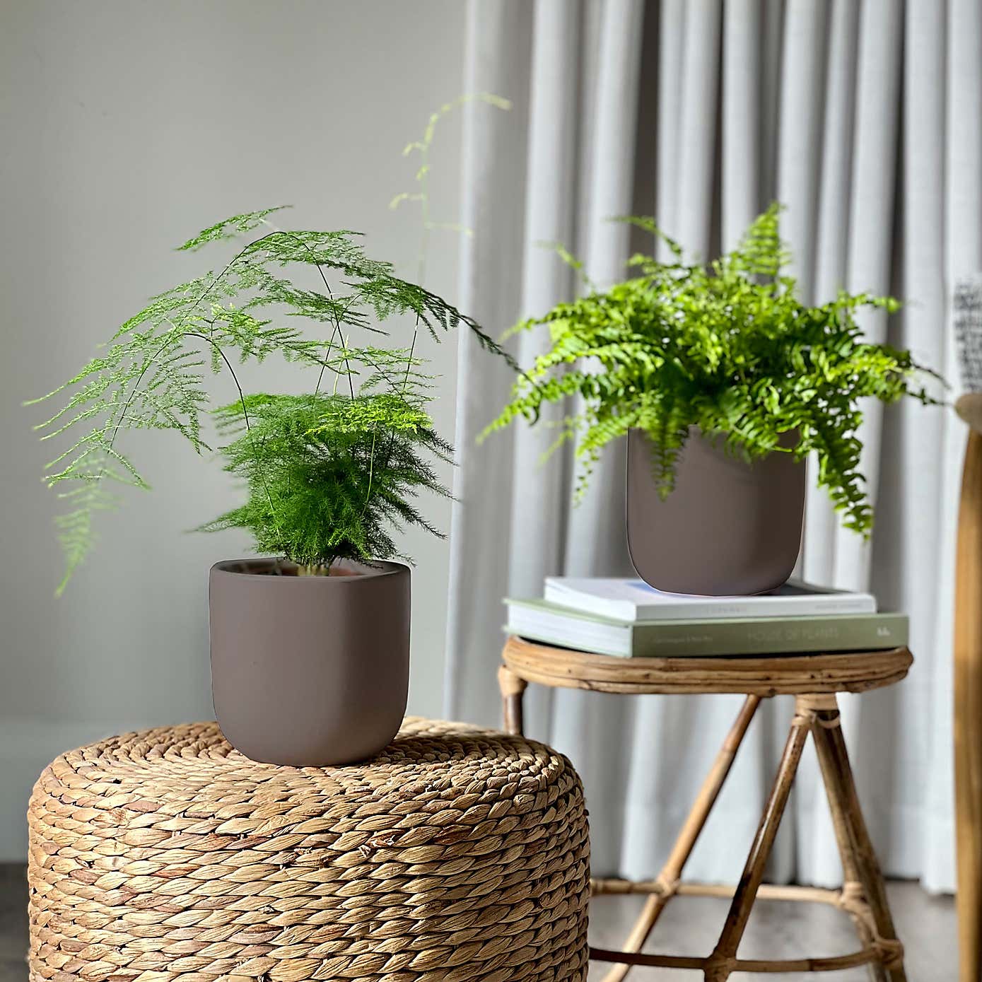 Asparagus & Boston Fern Potted House Plant Bundle