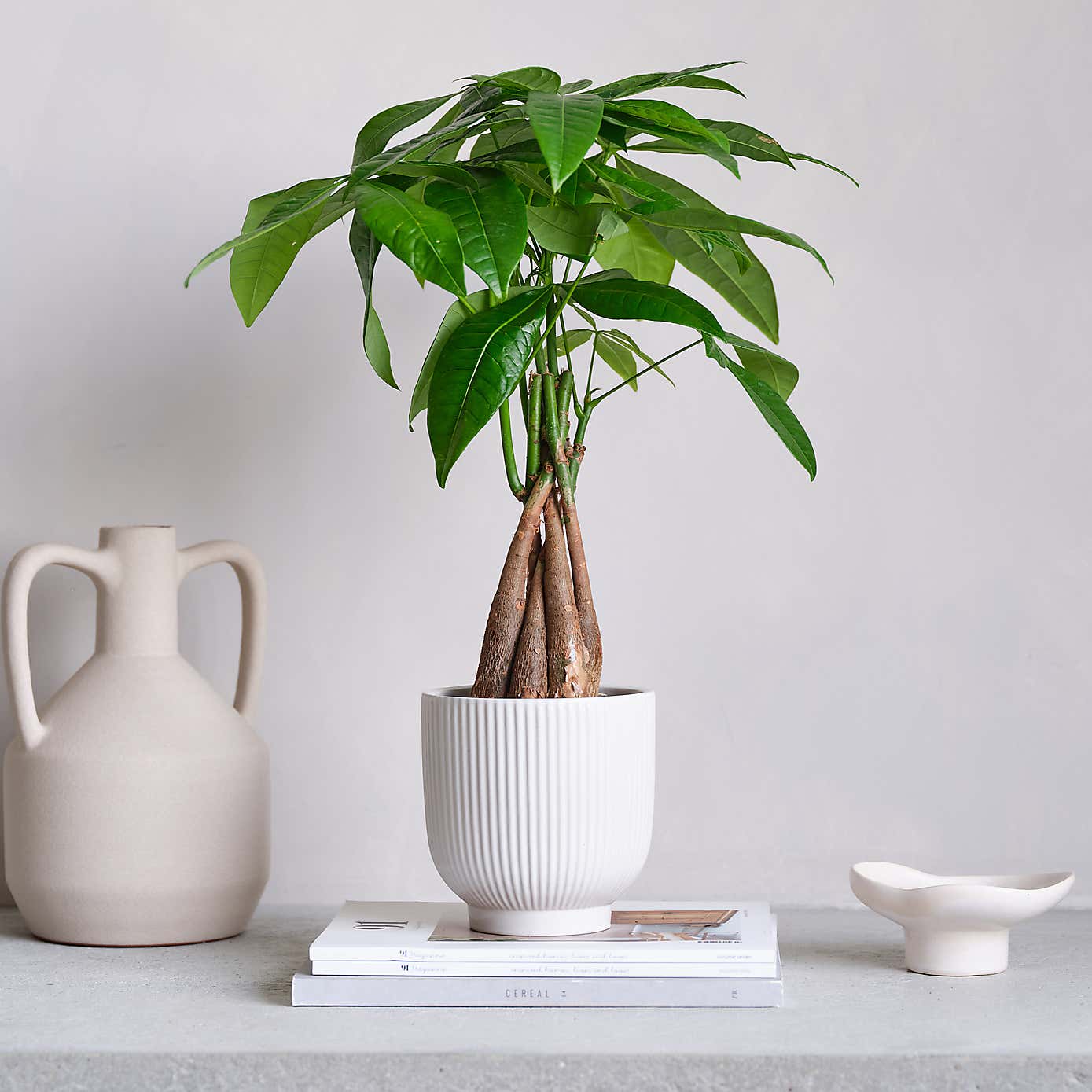 Money Tree House Plant in Ribbed Pot