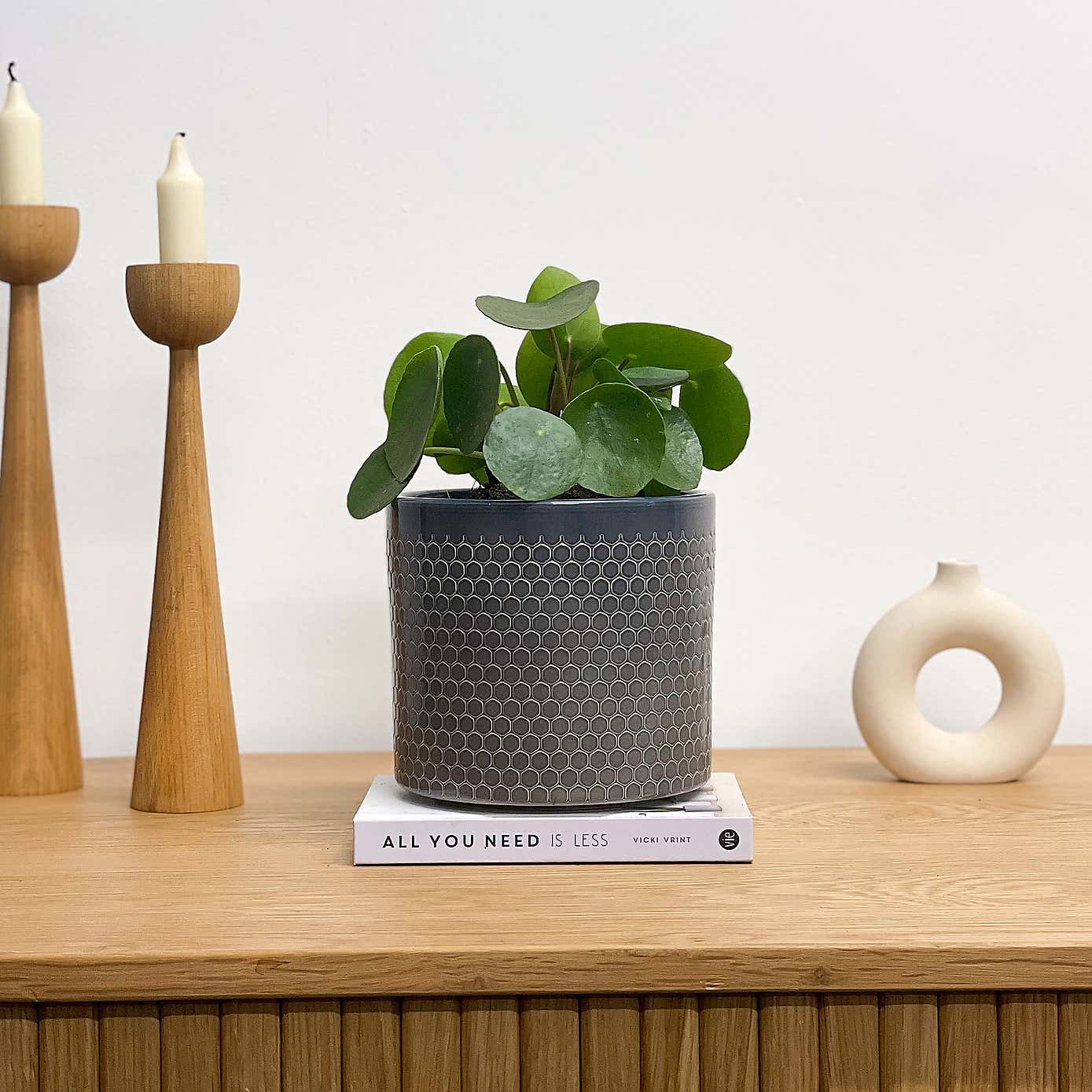 Chinese Money House Plant in Capri Pot