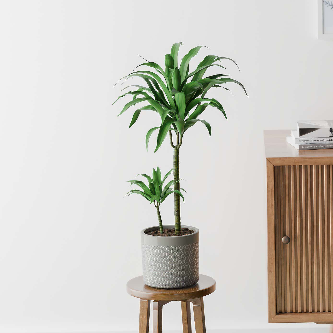 Beards & Daisies Dracaena Steudneri House Plant in Capri Pot