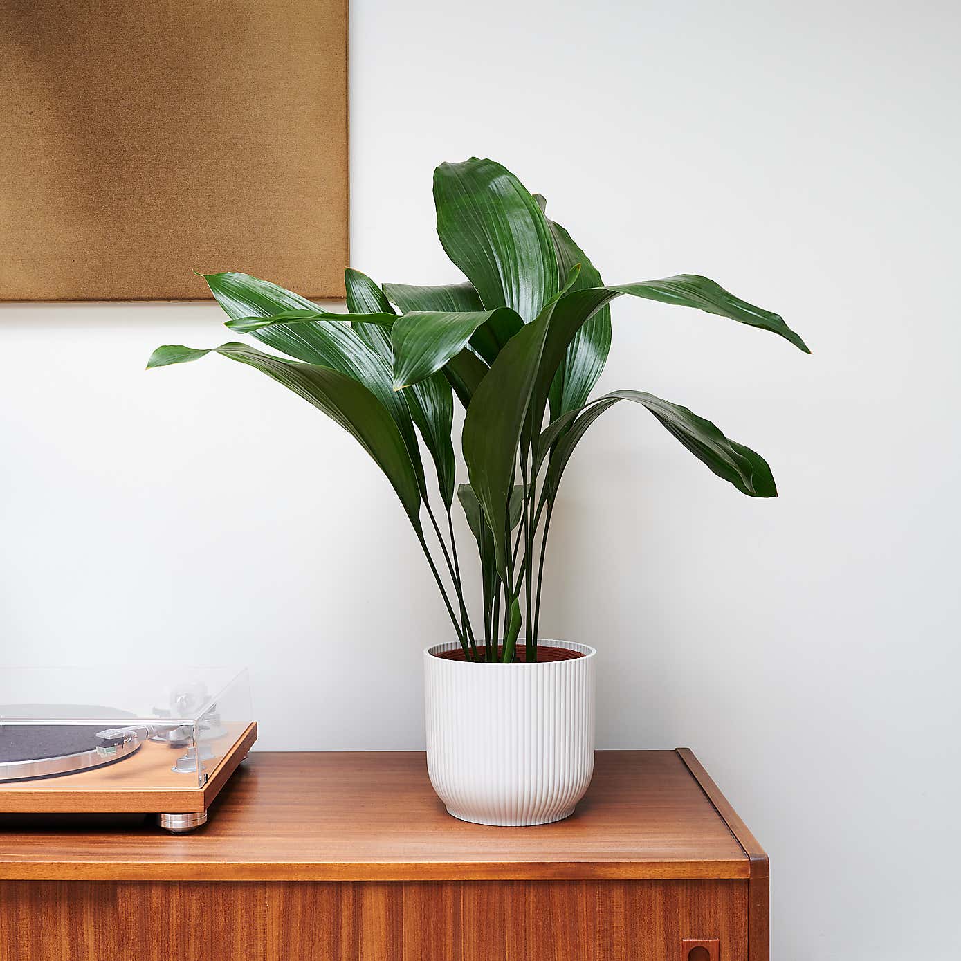 Beards & Daisies Cast Iron House Plant in Vibes Pot