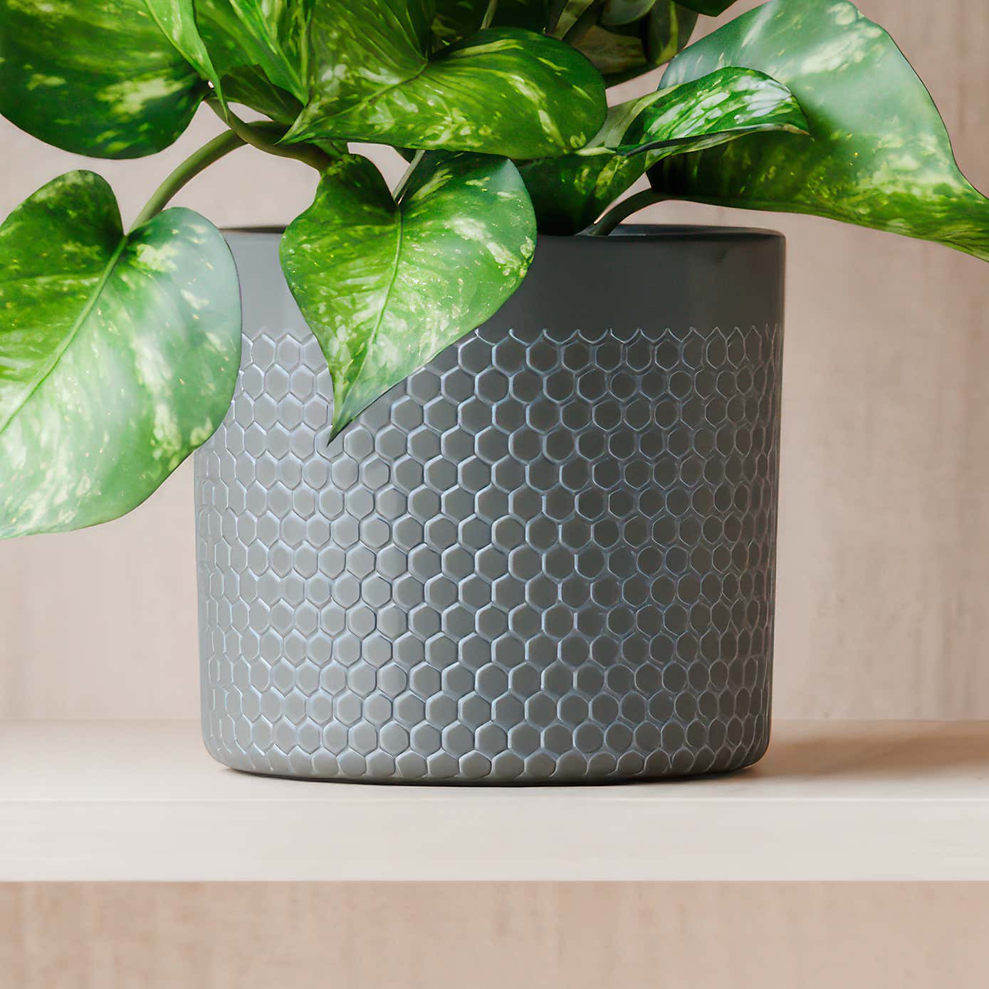 Beards & Daisies Marble Queen Pothos House Plant in Capri Pot