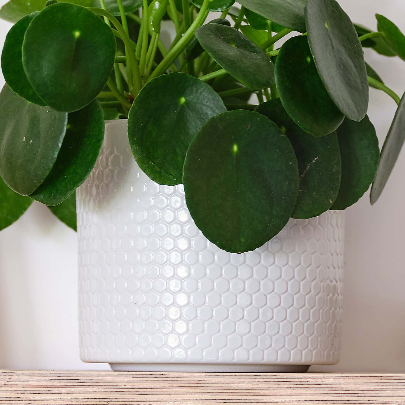 Chinese Money House Plant in Capri Pot