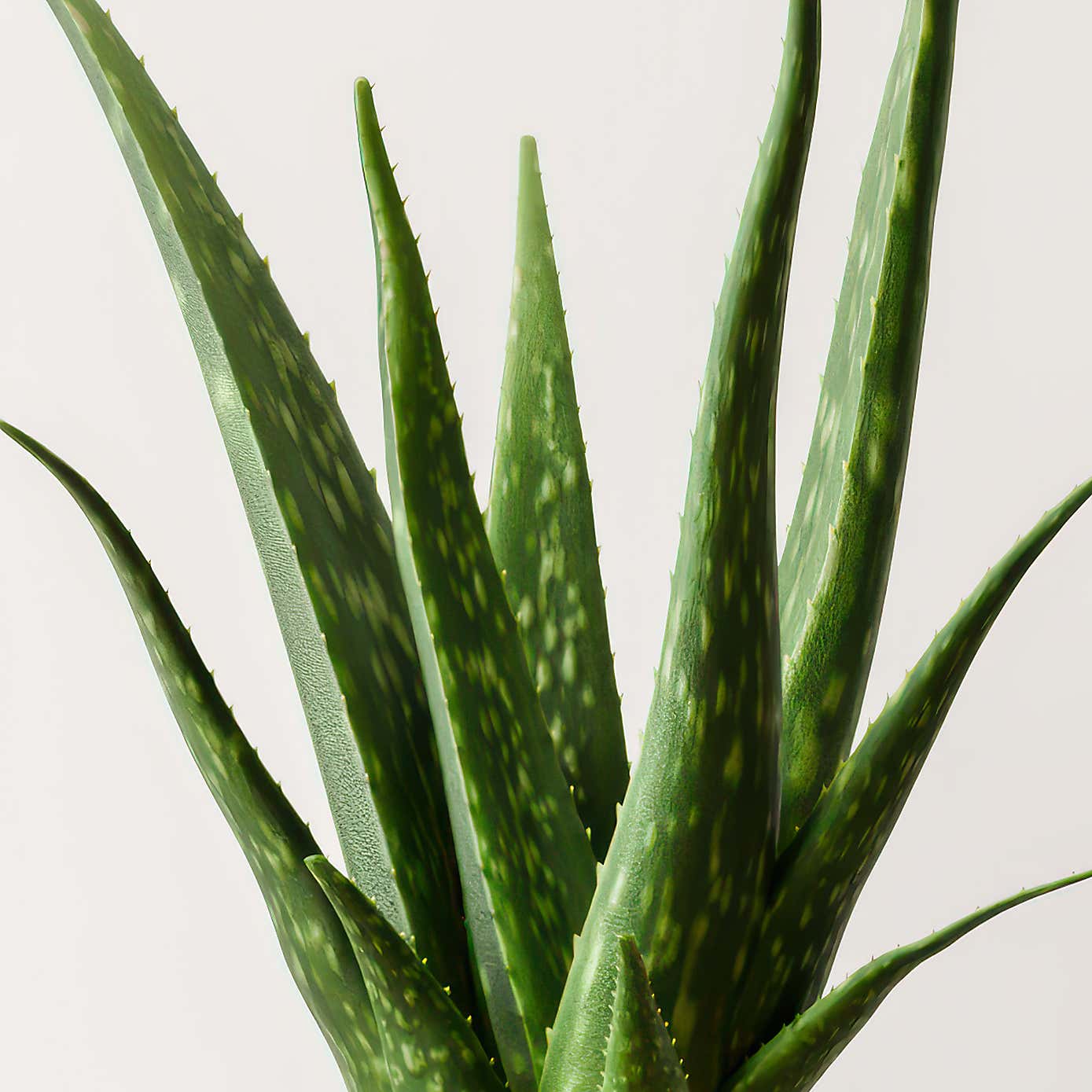 Aloe Vera House Plant in Capri Pot